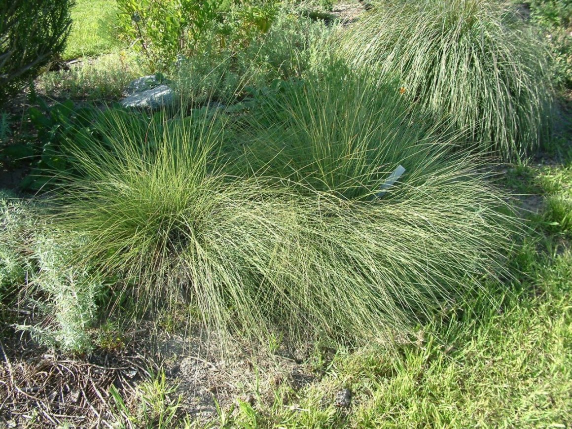 Muhlenbergia capillaris