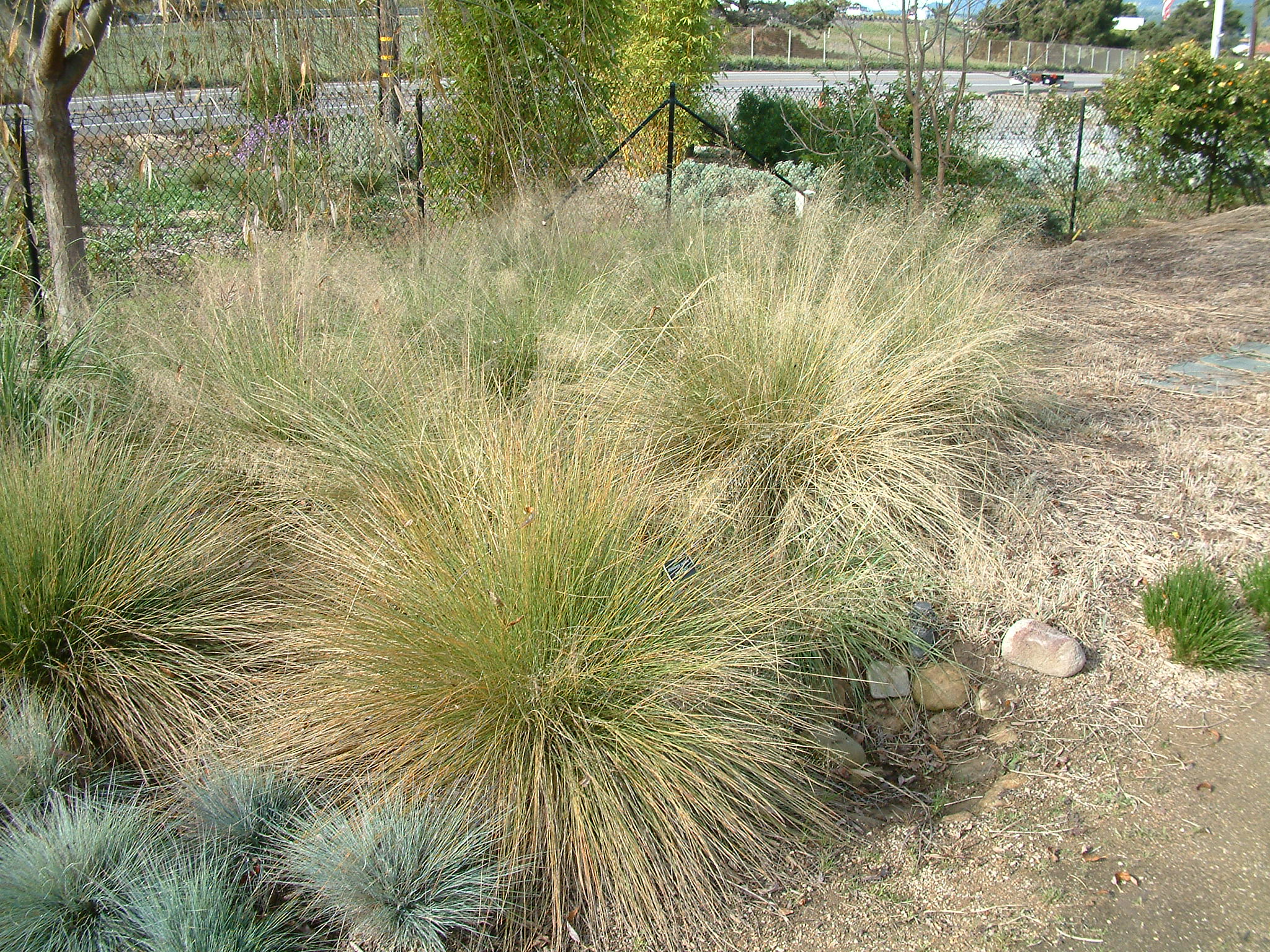 Muhlenbergia capillaris - Pink Muhly | PlantMaster