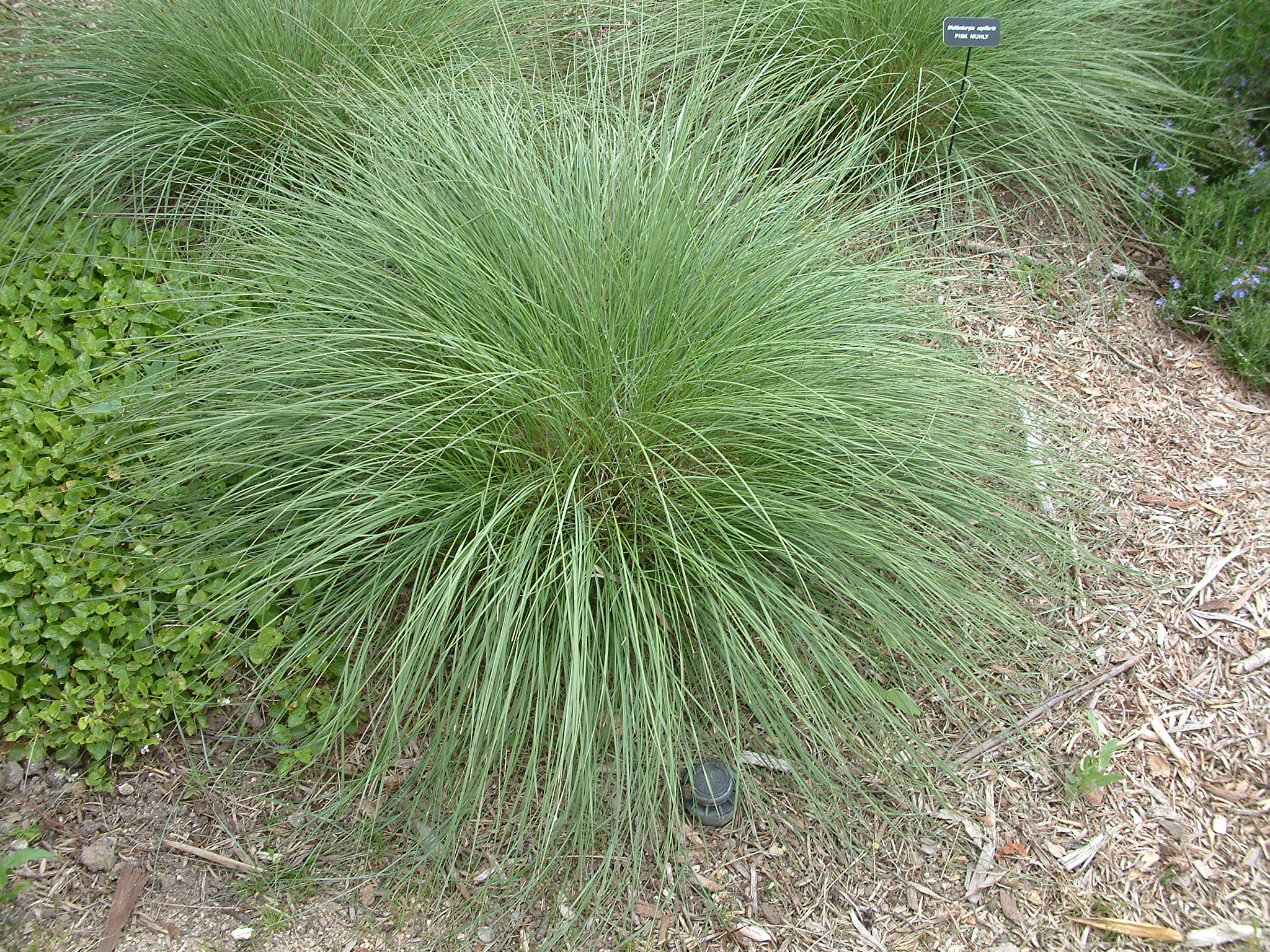 Muhlenbergia capillaris - Pink Muhly | PlantMaster