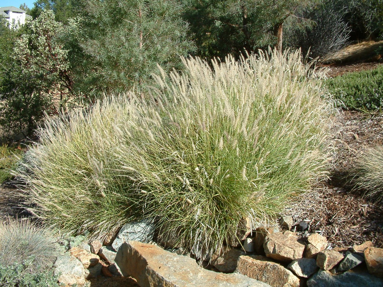 Pennisetum alo. 'Hamelin'