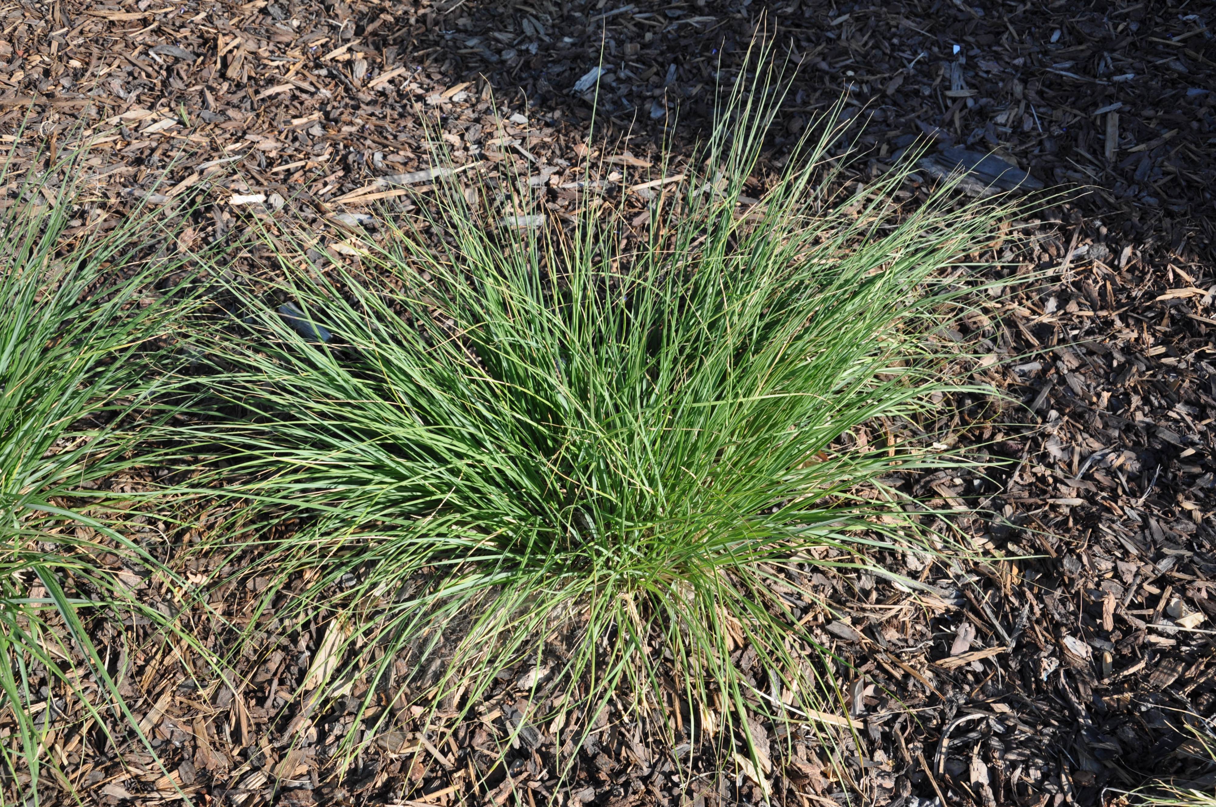 Pennisetum alo. 'Hameln' - Hameln Dwarf Fountain Grass | PlantMaster