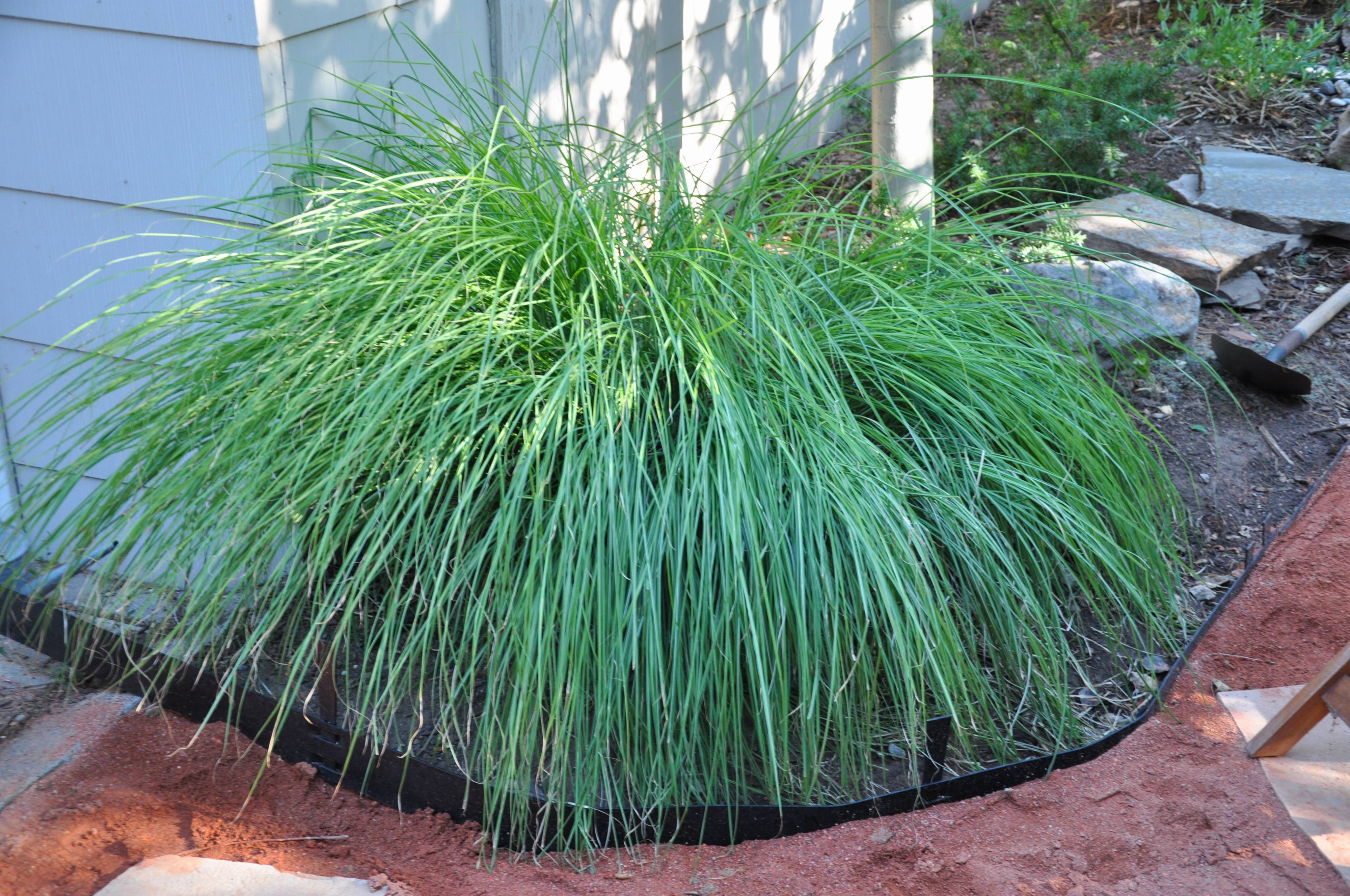 Pennisetum alo. 'Hameln' - Hameln Dwarf Fountain Grass | PlantMaster