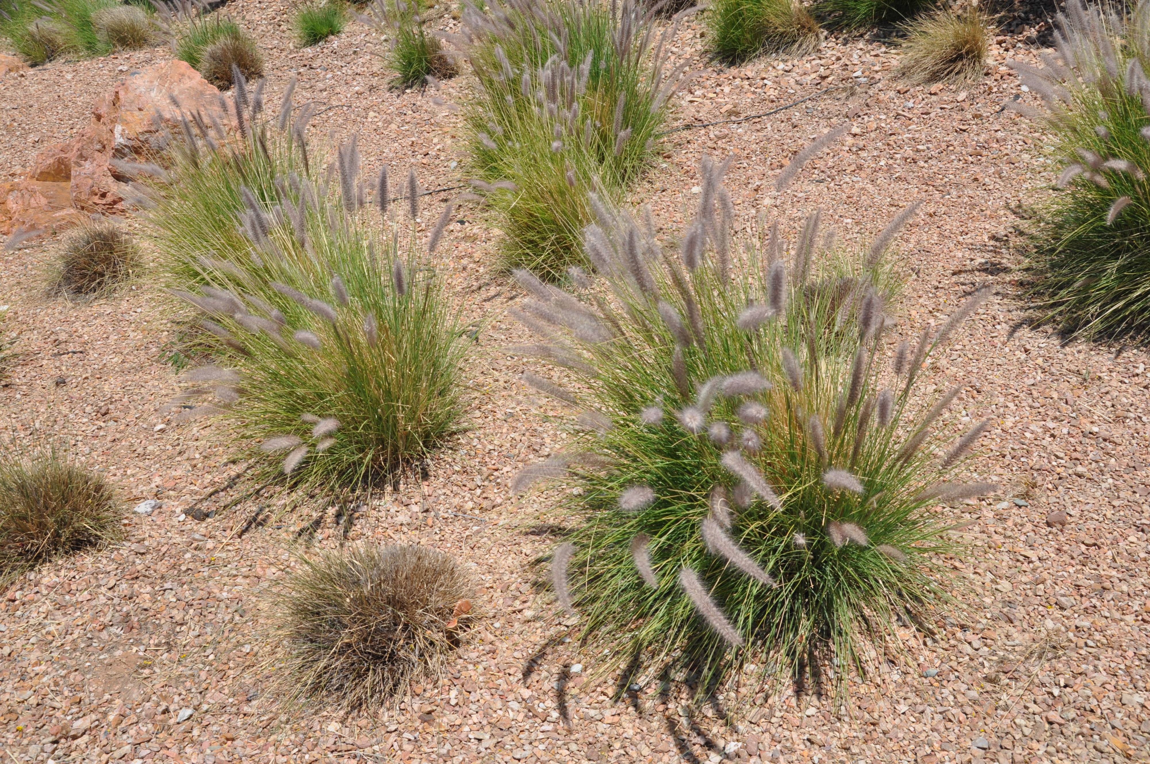 Pennisetum alo. 'Hameln' - Hameln Dwarf Fountain Grass | PlantMaster