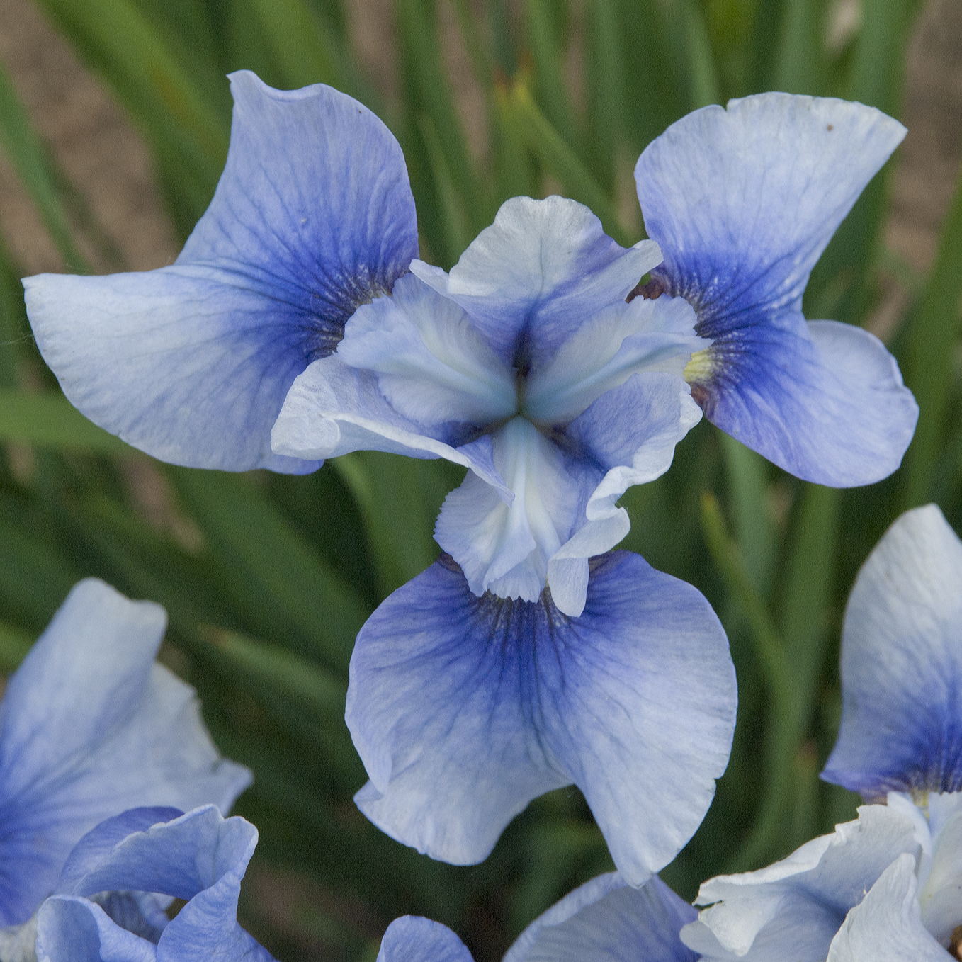 Iris sibirica 'Sky Mirror' - Sky Mirror Siberian Iris | PlantMaster