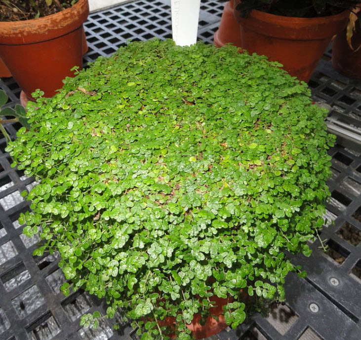 Soleirolia soleirolii - Baby's Tears, Angel's Tears | PlantMaster