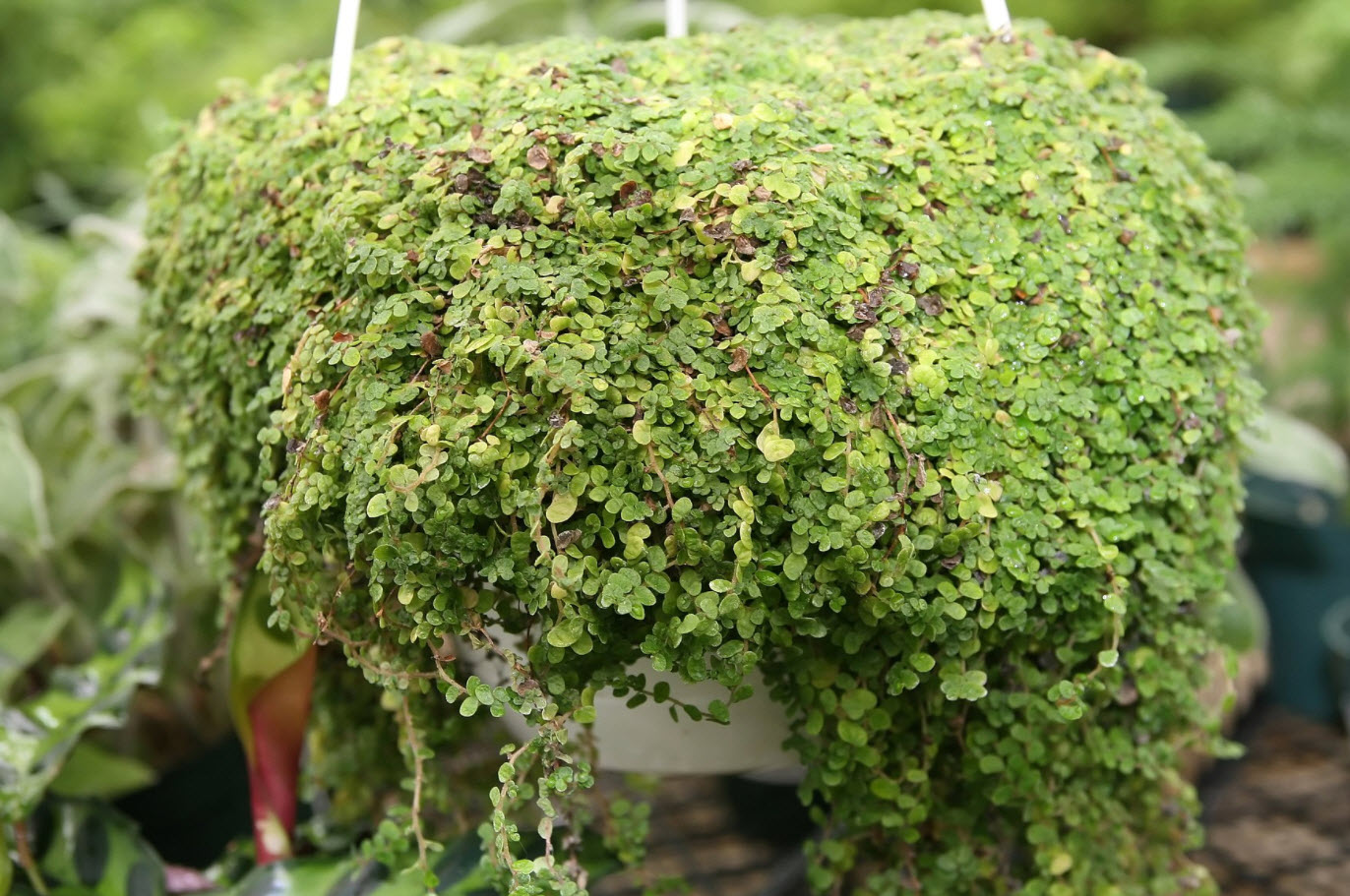Soleirolia soleirolii - Baby's Tears, Angel's Tears | PlantMaster