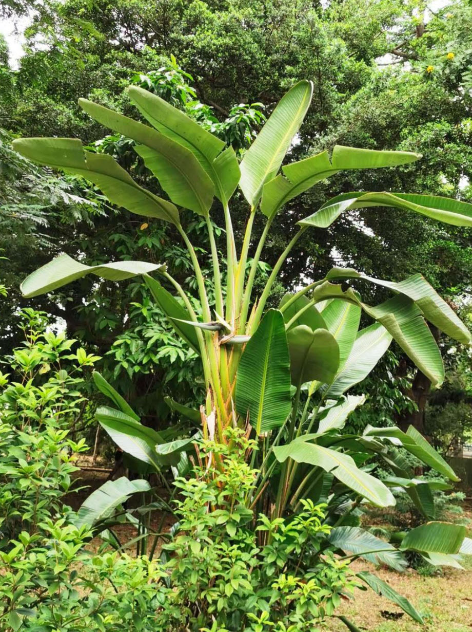 kübel für olivenbaum gross Olivenbaum Olea Europaea XL – vielgrün