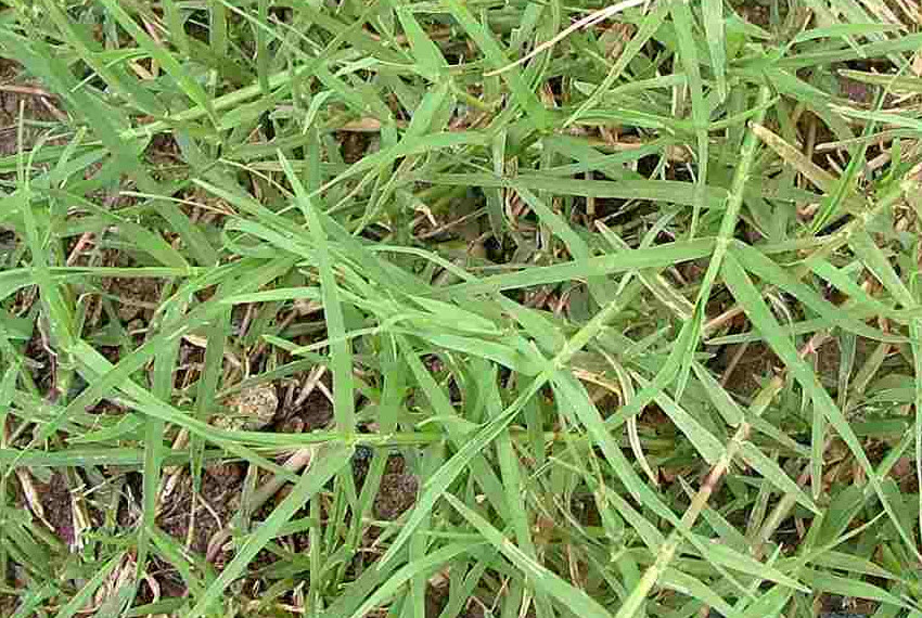 Plus De 1 Photos Gratuites De Durva Zsurló Et De Cynodon Dactylon