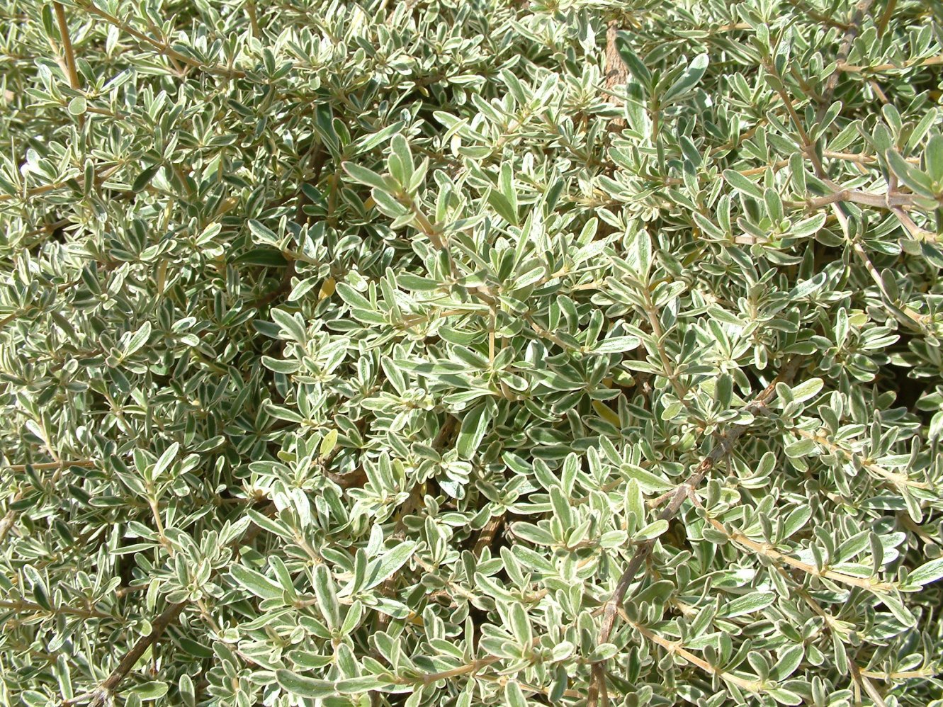 Coprosma x kirkii 'Variegata' - Variegated Creeping Mirror Plant |  PlantMaster