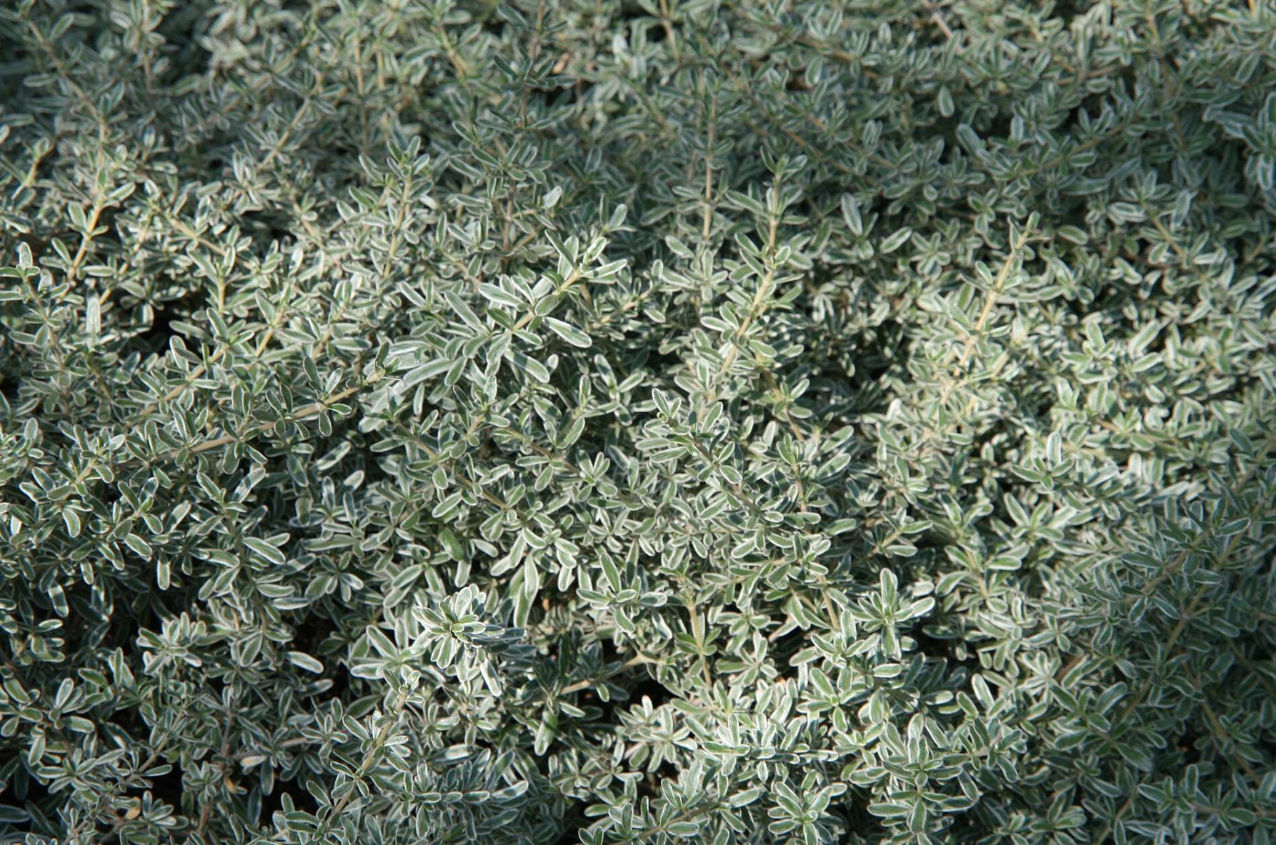 Coprosma x kirkii 'Variegata' - Variegated Creeping Mirror Plant |  PlantMaster
