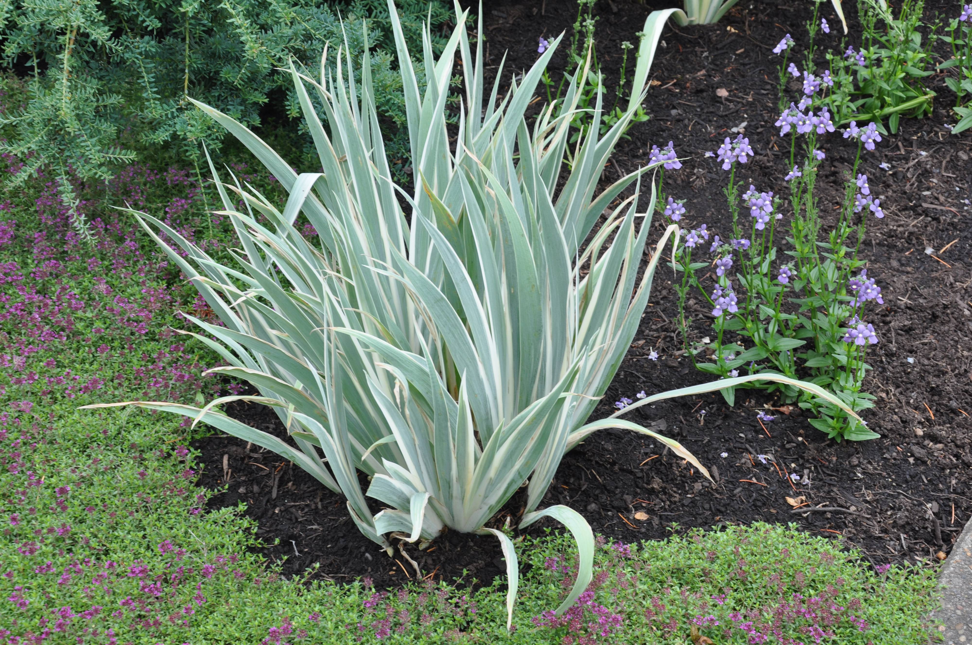 Iris pallida 'Argentea Variegata' - White Dalmation Iris | PlantMaster