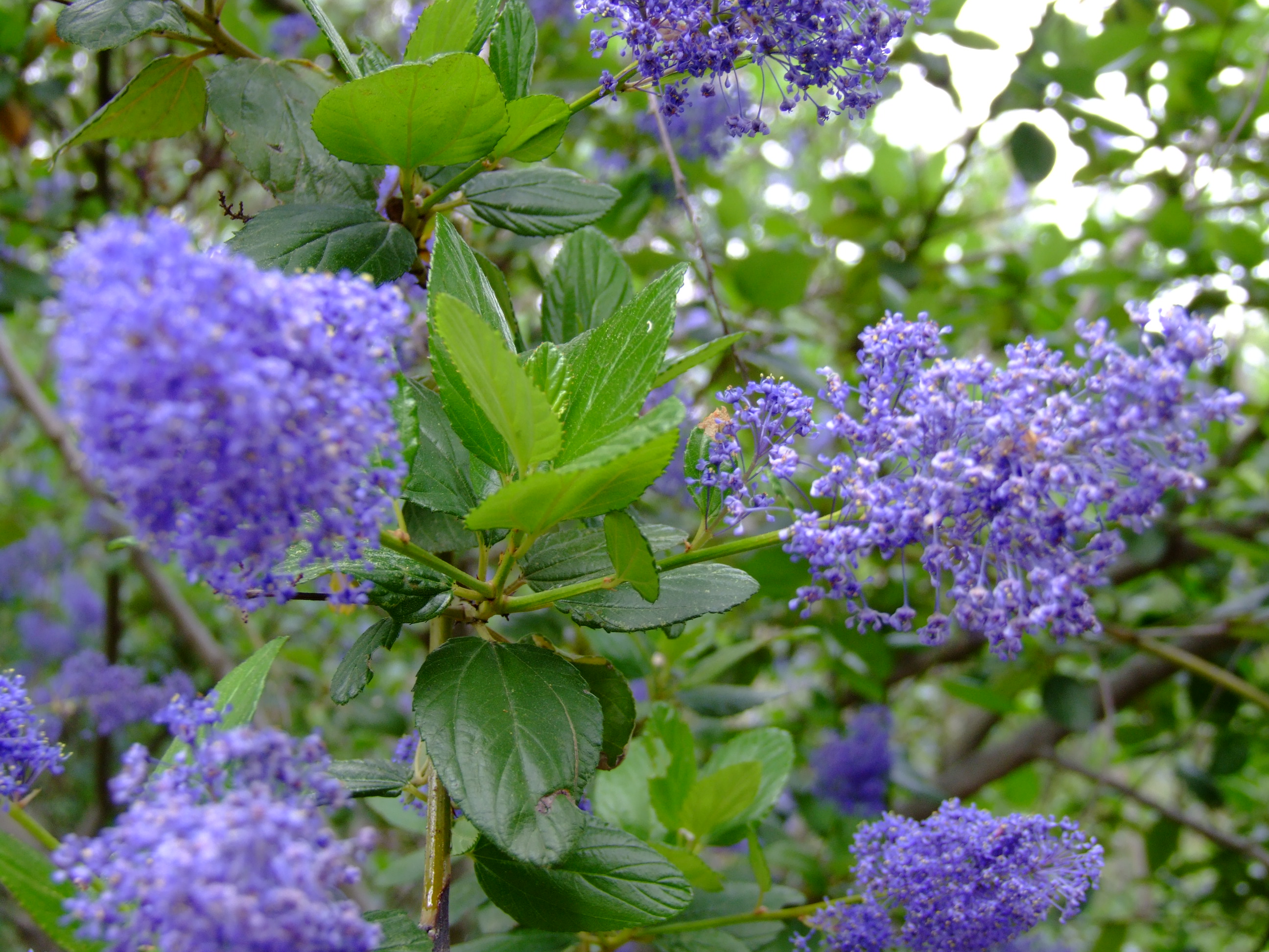 Image of Gentian Lilac shrub