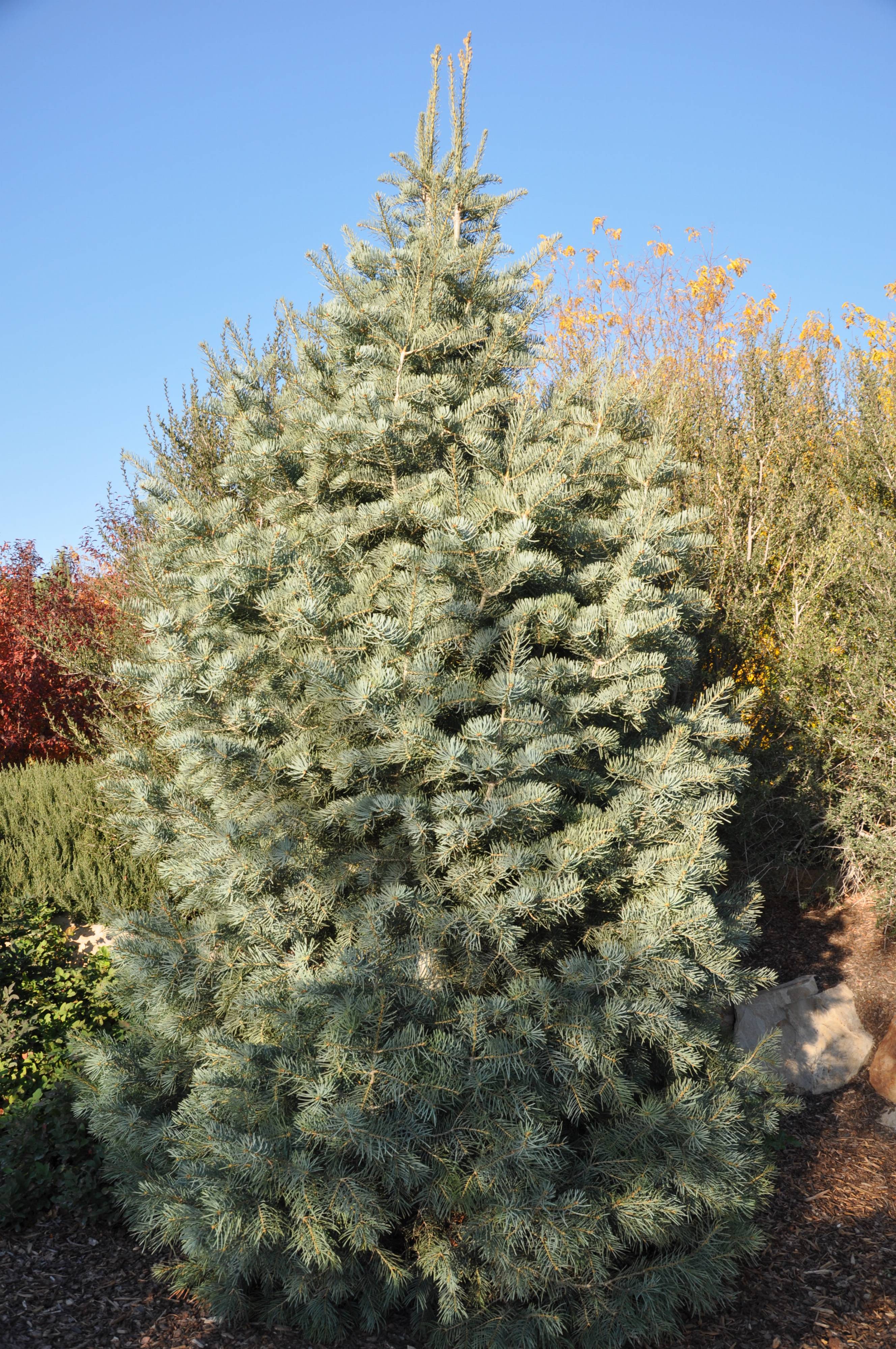 Abies concolor