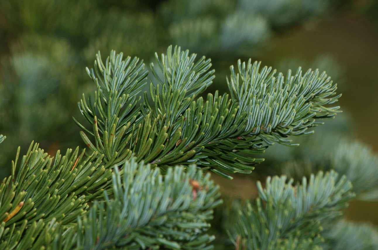 Abies lasiocarpa