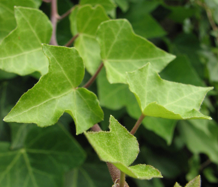 Hedera helix 'Needlepoint' - Needlepoint English Ivy | PlantMaster