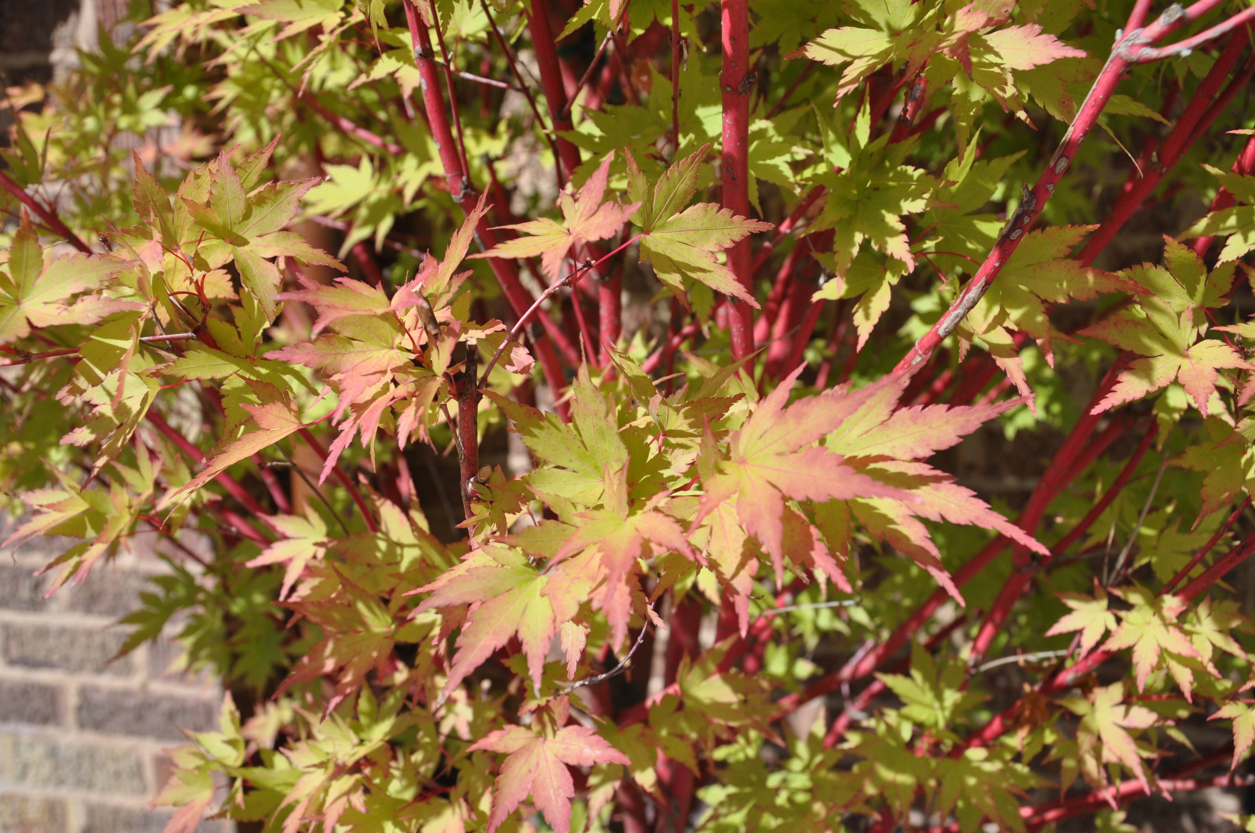 Acer palmatum 'Sango Kaku'