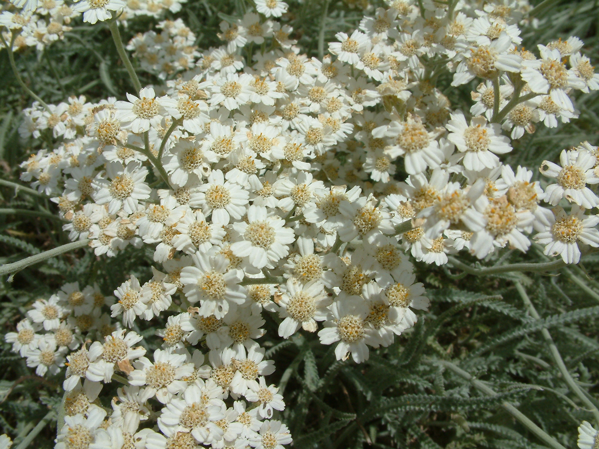 Achillea x kellereri - White Daisy Yarrow | PlantMaster