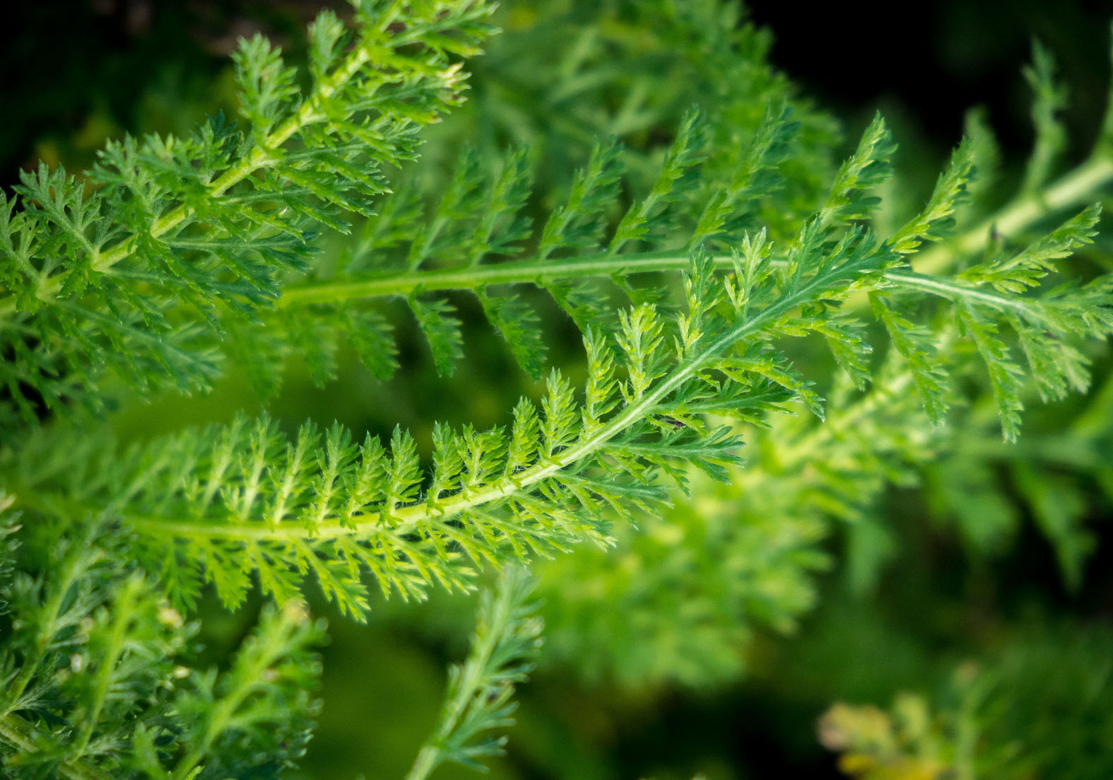 Common Yarrow - Cerise