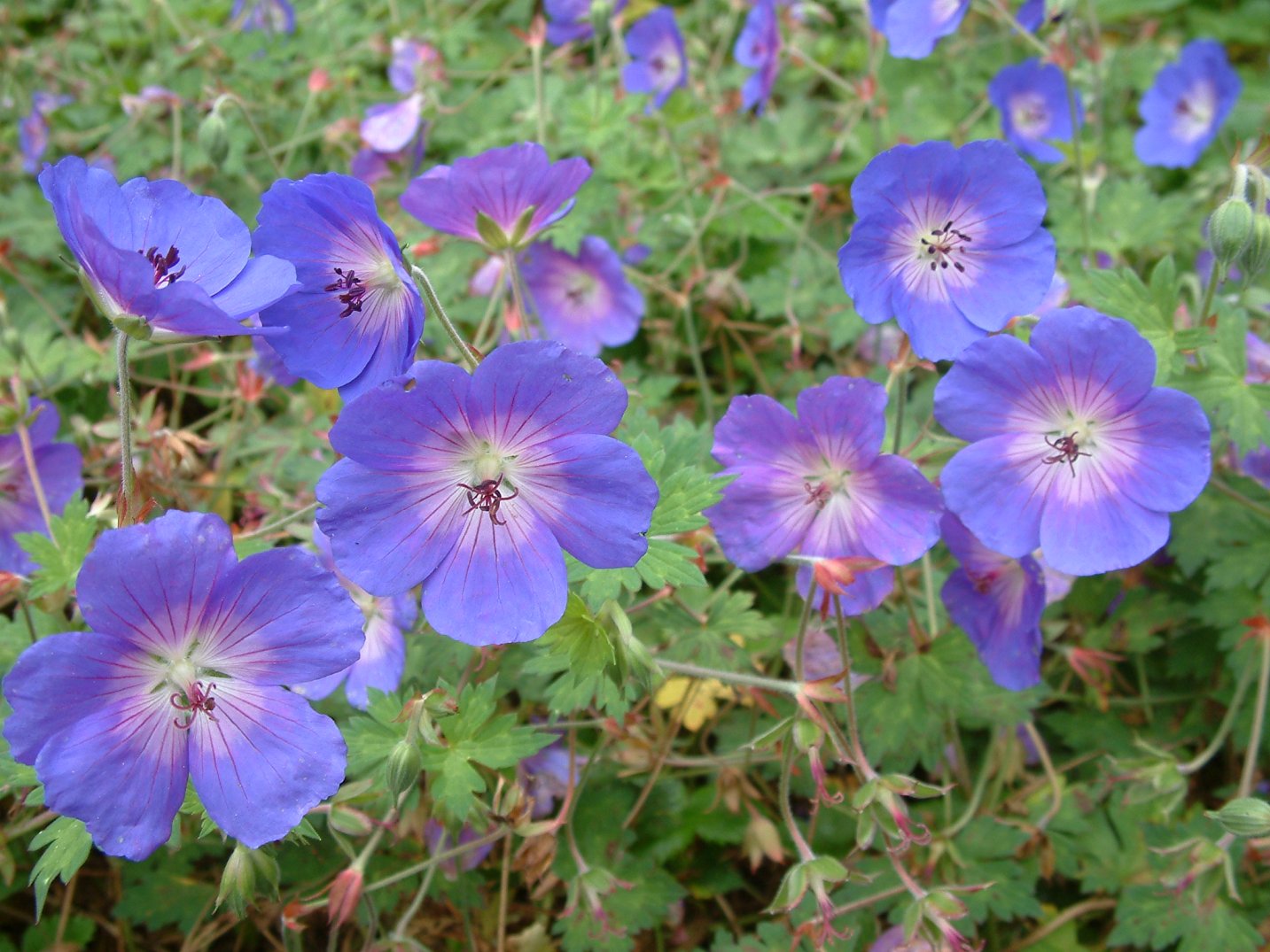 Geranium 'Brookside' - Brookside Cranesbill | PlantMaster