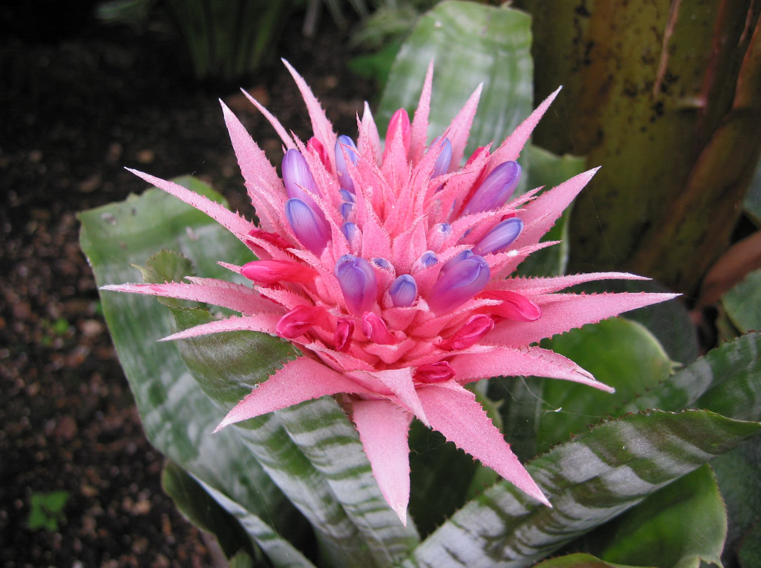 Aechmea fasciata - Pink Thistle Bromeliad | PlantMaster