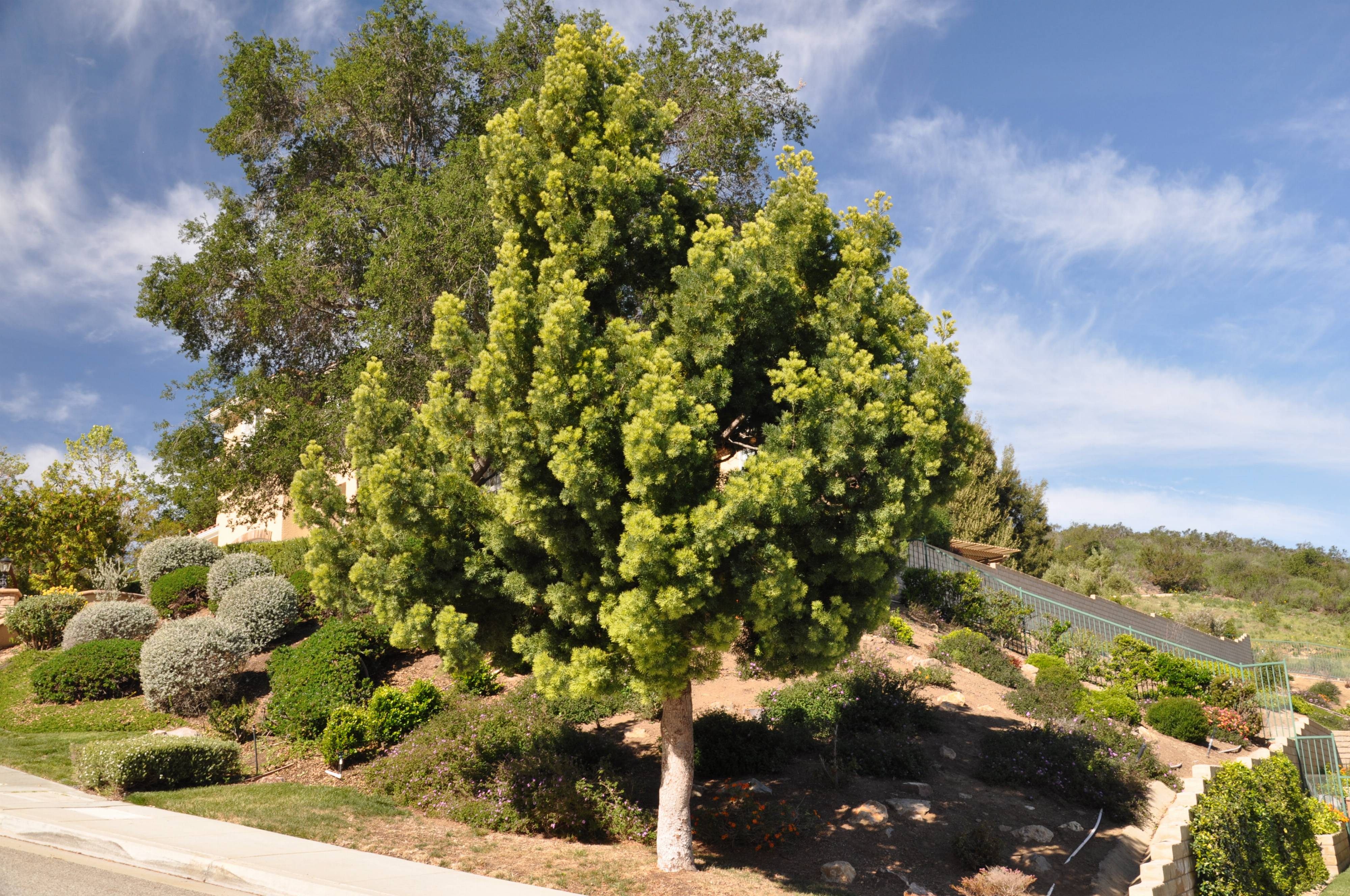 Podocarpus gracilior - African Fern Pine | PlantMaster