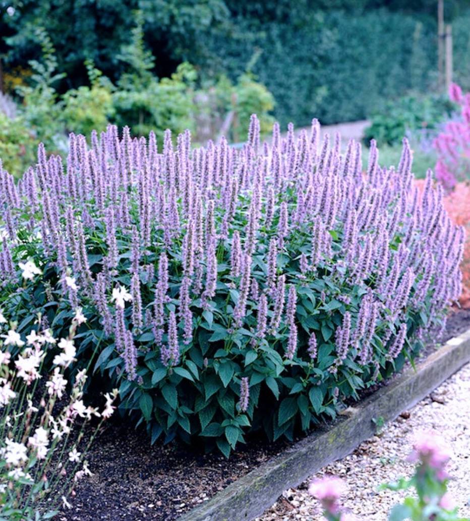 Agastache foeniculum 'Blue Fortune' - Blue Fortune Anise Hyssop |  PlantMaster