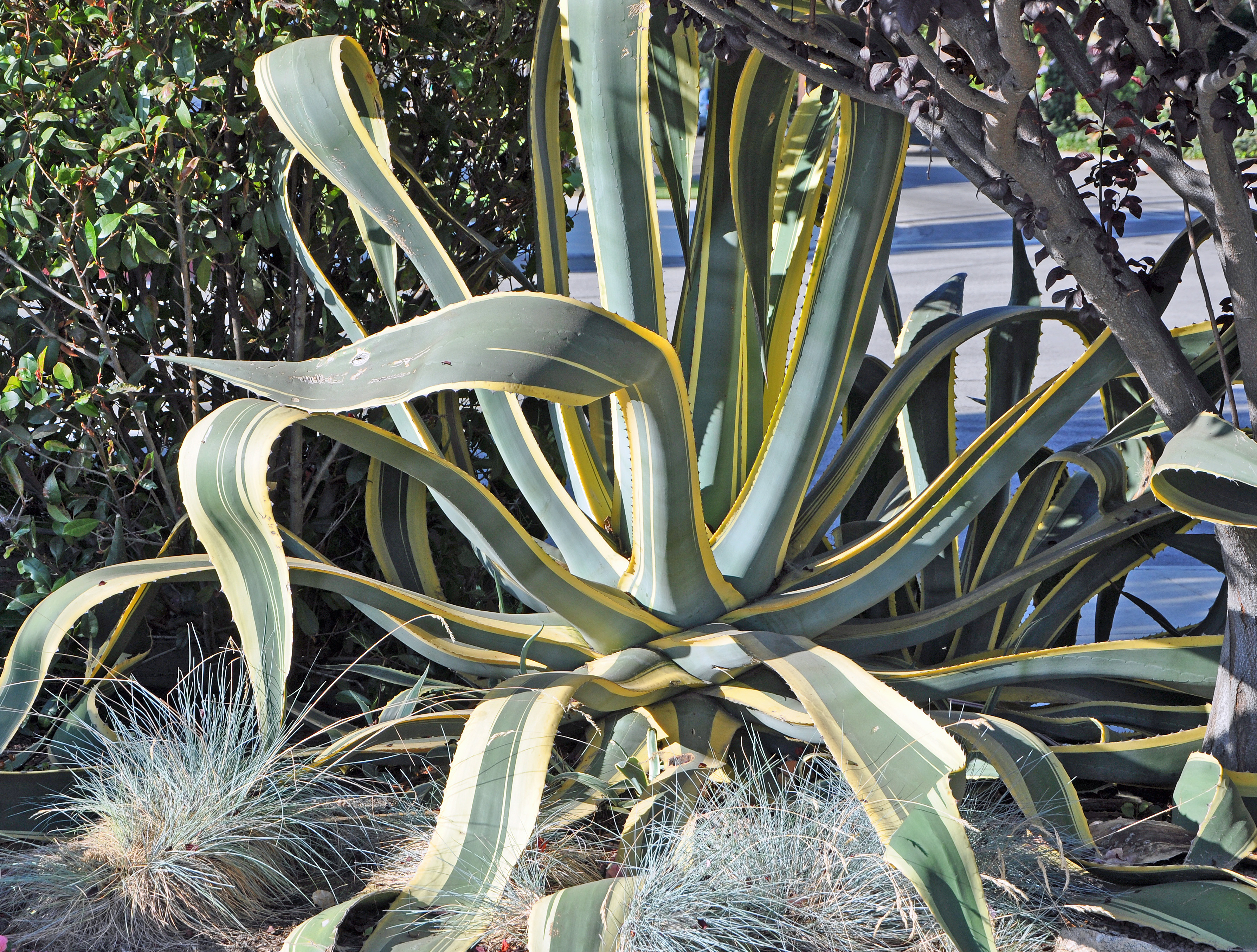 Agave americana v. marginata - Yellow Margin Century Plant | PlantMaster