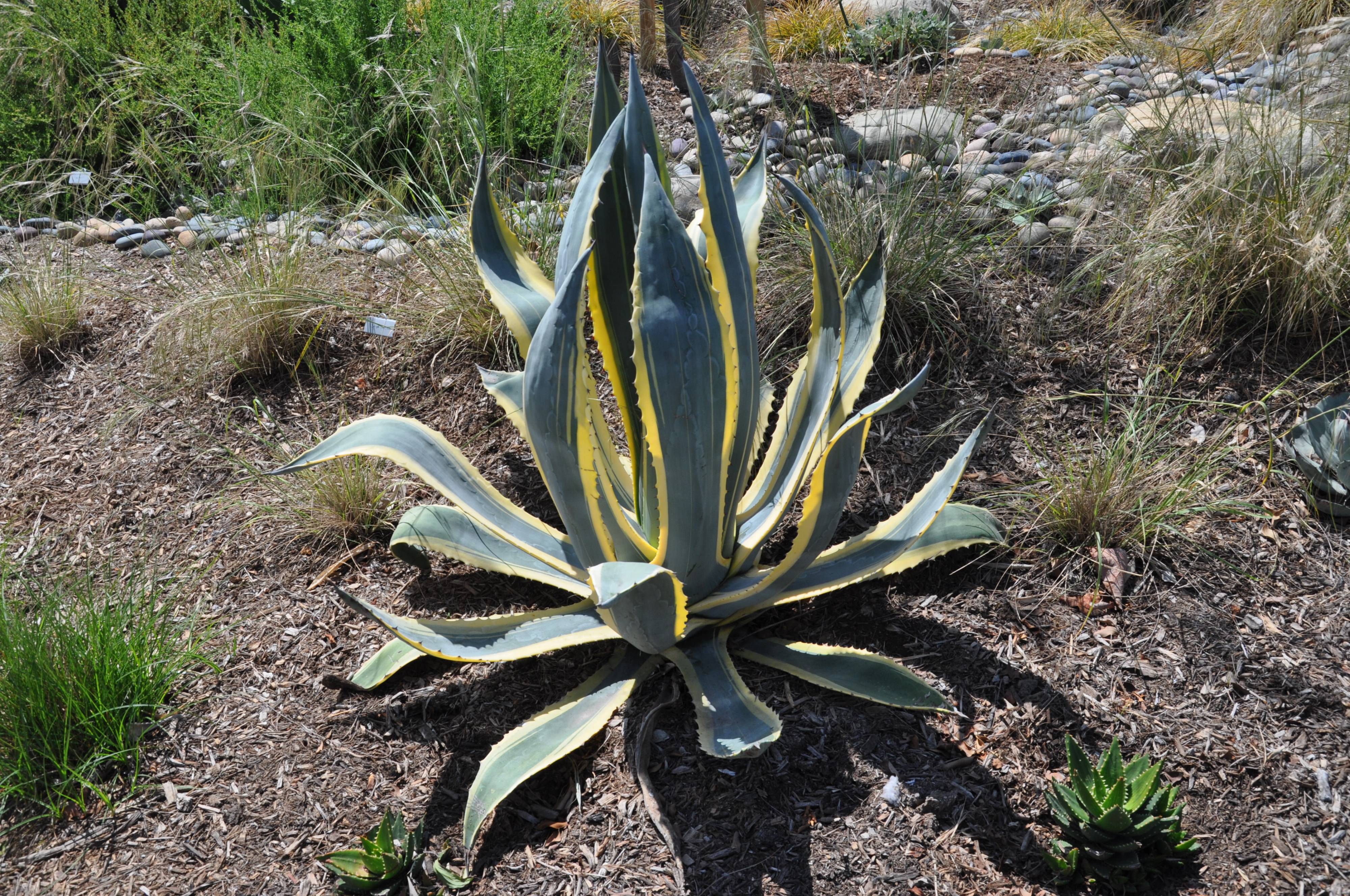 Agave americana v. marginata - Yellow Margin Century Plant | PlantMaster