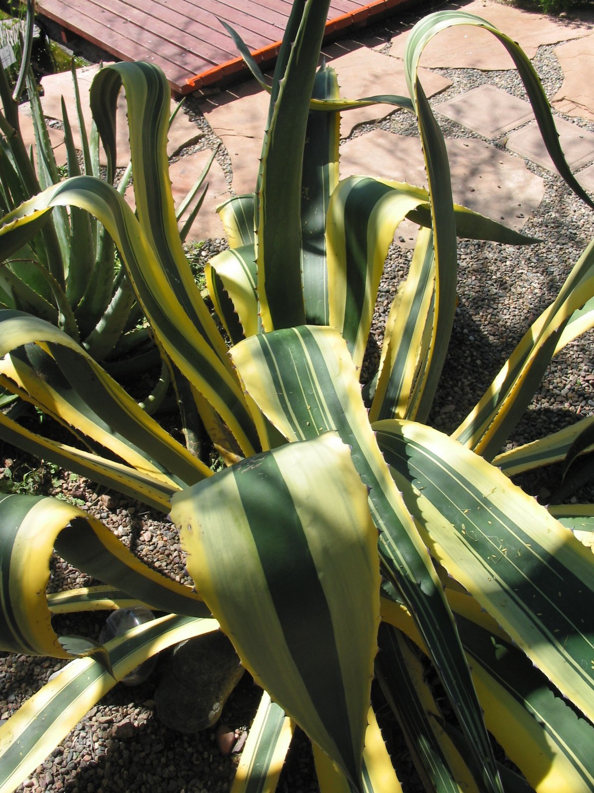 Agave americana v. marginata - Yellow Margin Century Plant | PlantMaster