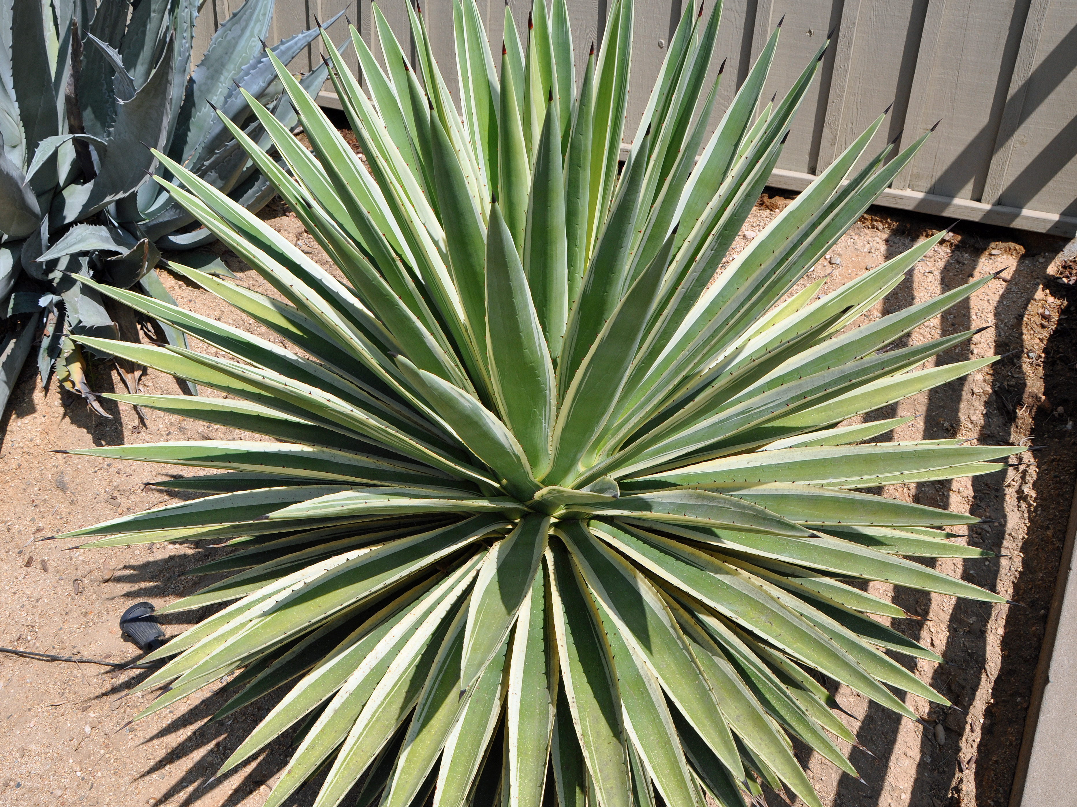Agave angustifolia 'Variegata' - Variegated Carribean Agave | PlantMaster