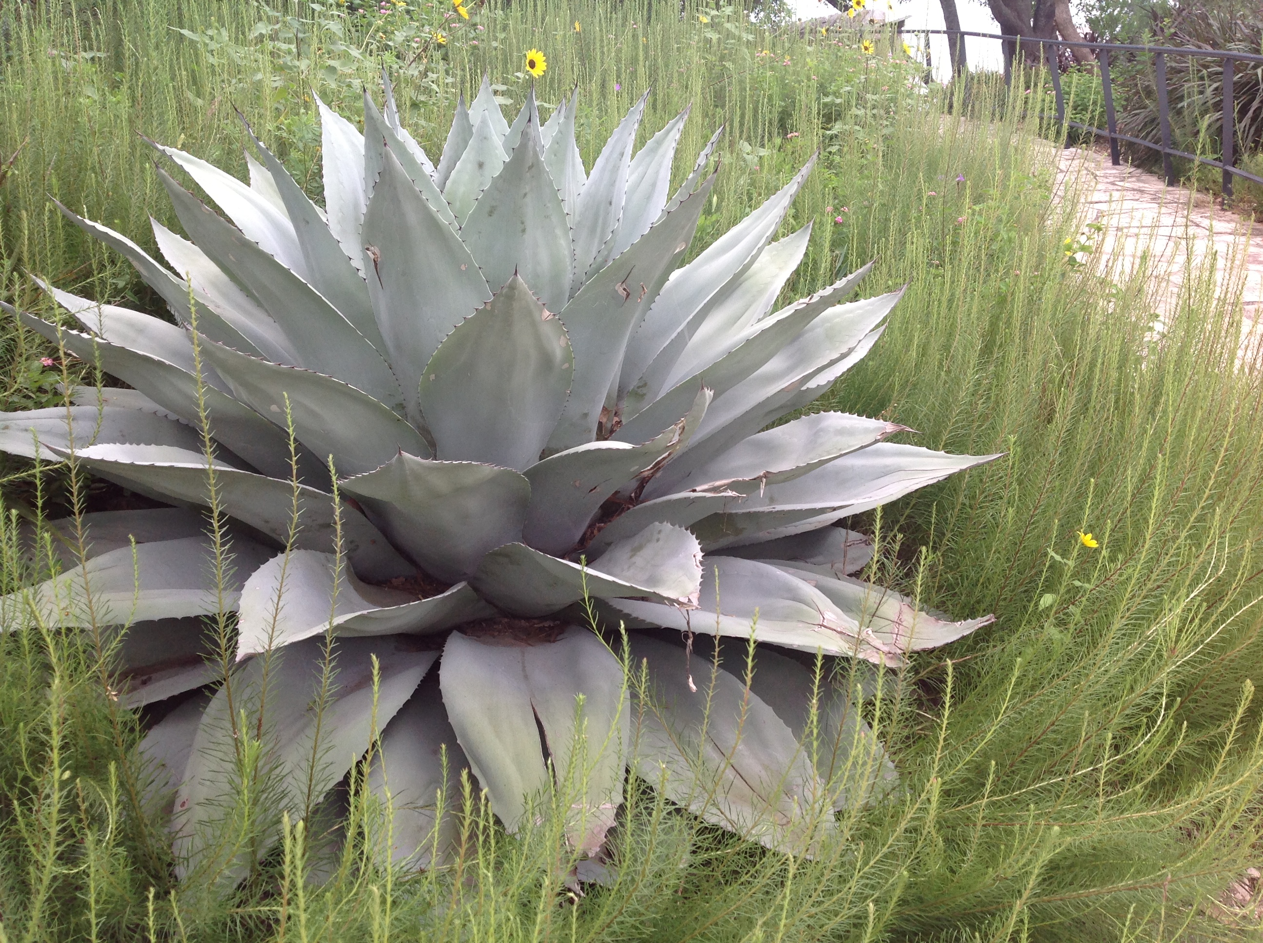 Agave ovatifolia - Whale's Tongue Agave | PlantMaster