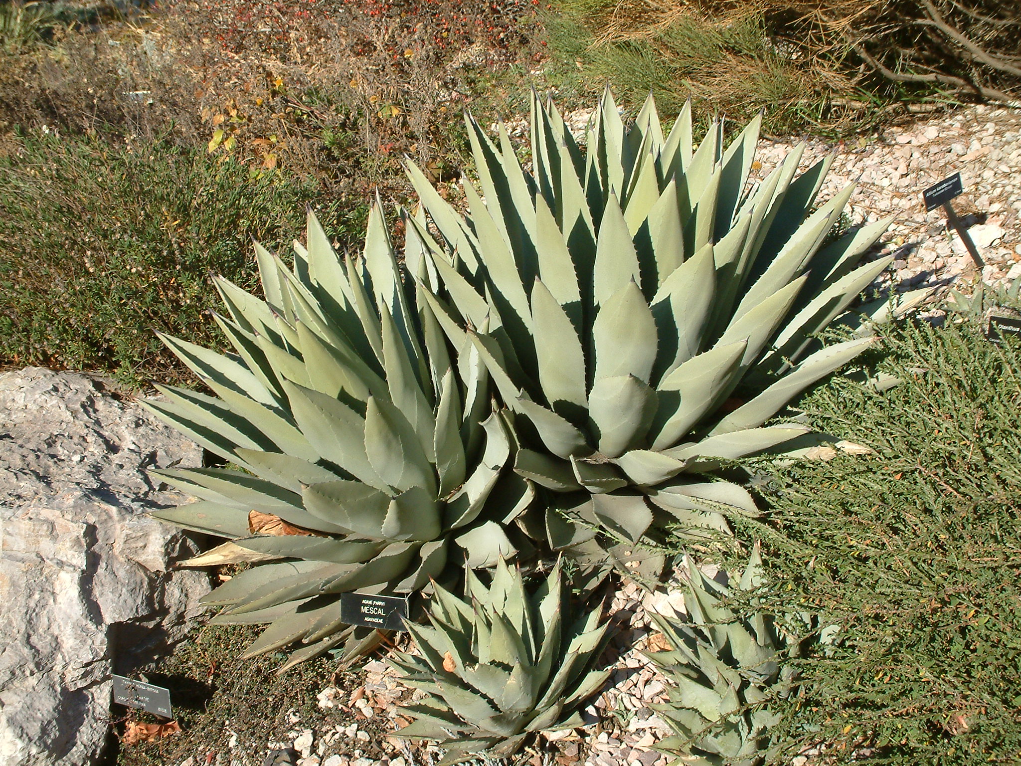 Agave parryi - Mescal Agave | PlantMaster