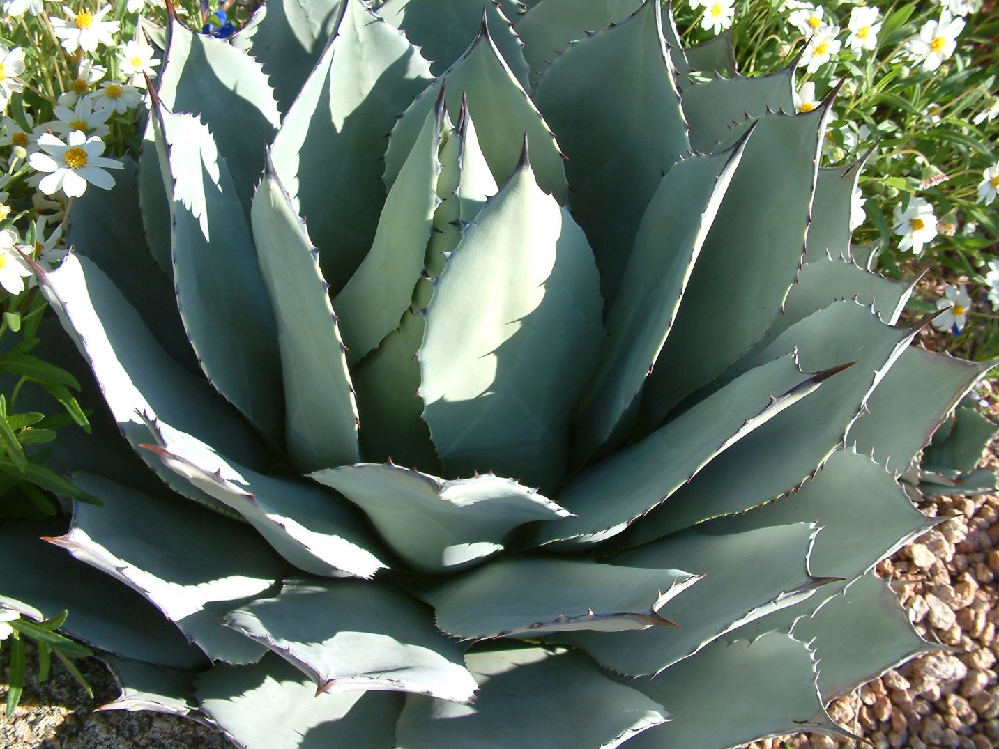 Agave parryi - Mescal Agave | PlantMaster