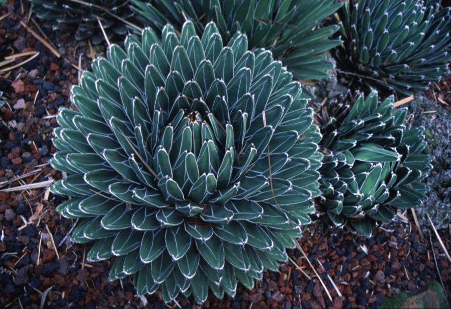 Agave victoriae-reginae - Queen Victoria Agave | PlantMaster