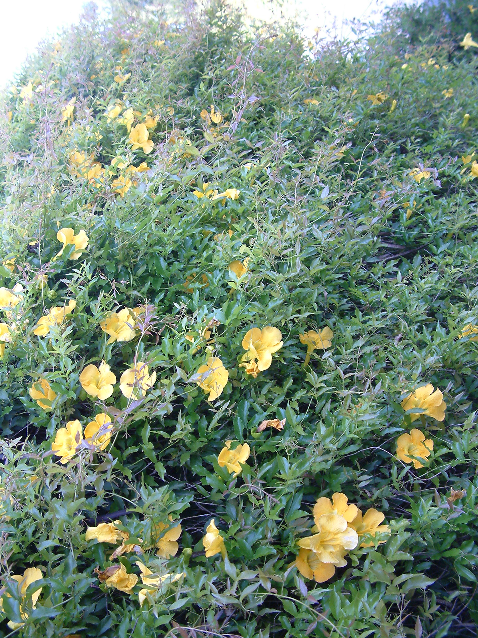 Allamanda cathartica - Golden Trumpet, Allamanda | PlantMaster