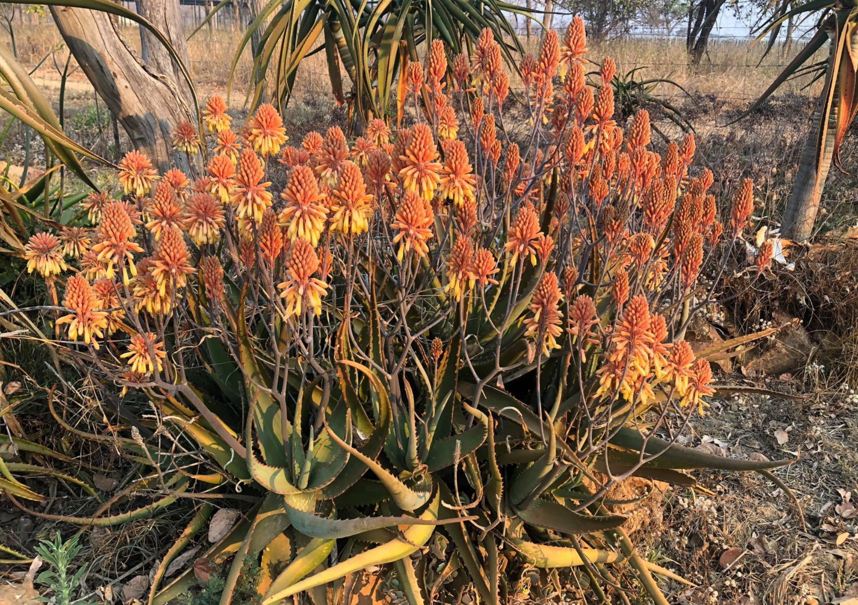 Aloe camperi - Torch Aloe | PlantMaster