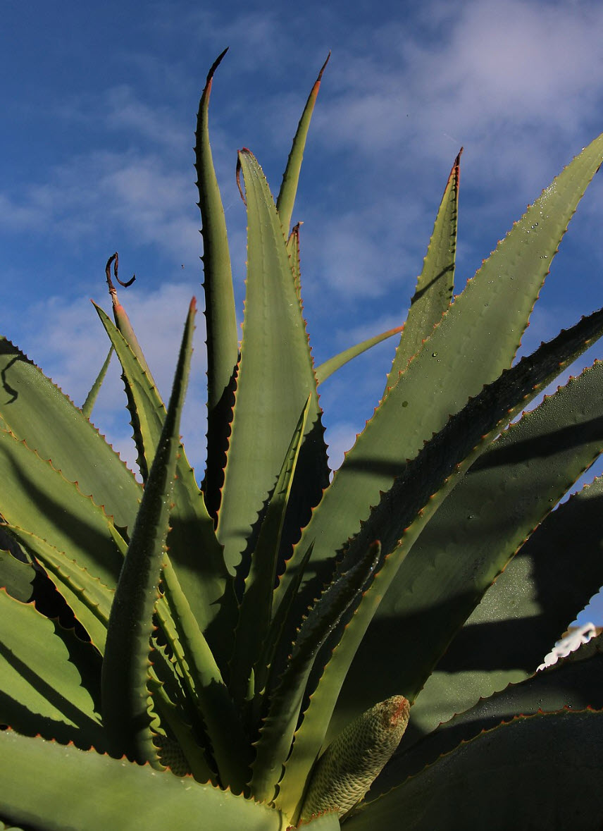 kissen aloe vera Orthopdisches Nackensttzkissen AloeVera