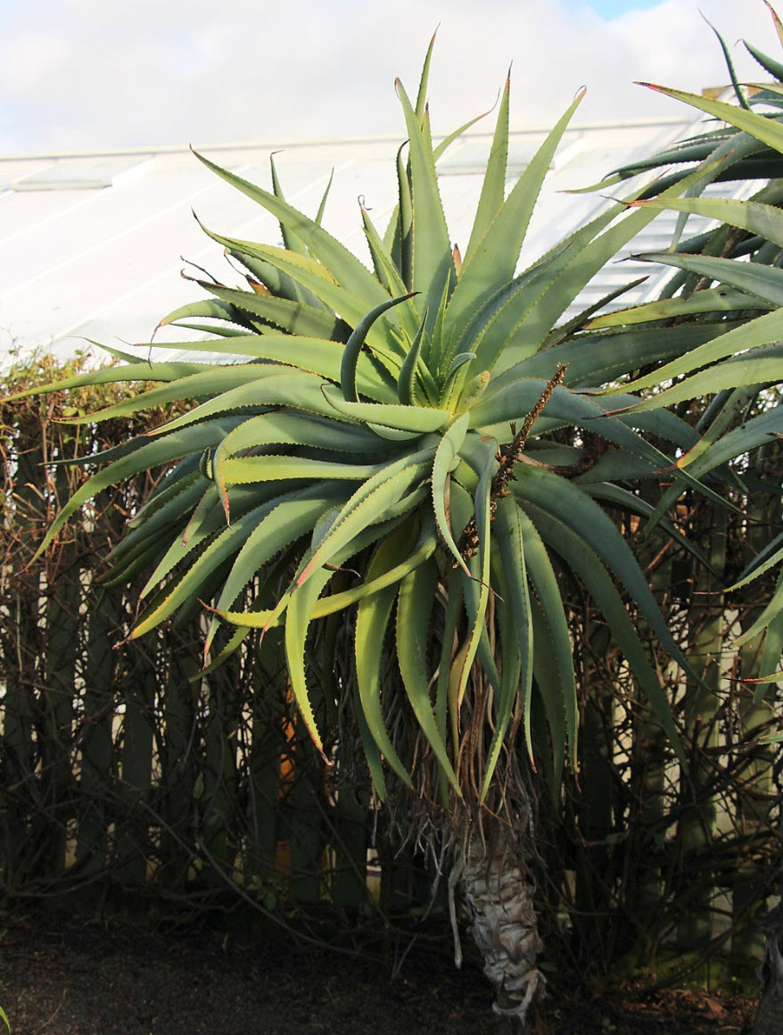aloe perryi Aloe boylei main image 0