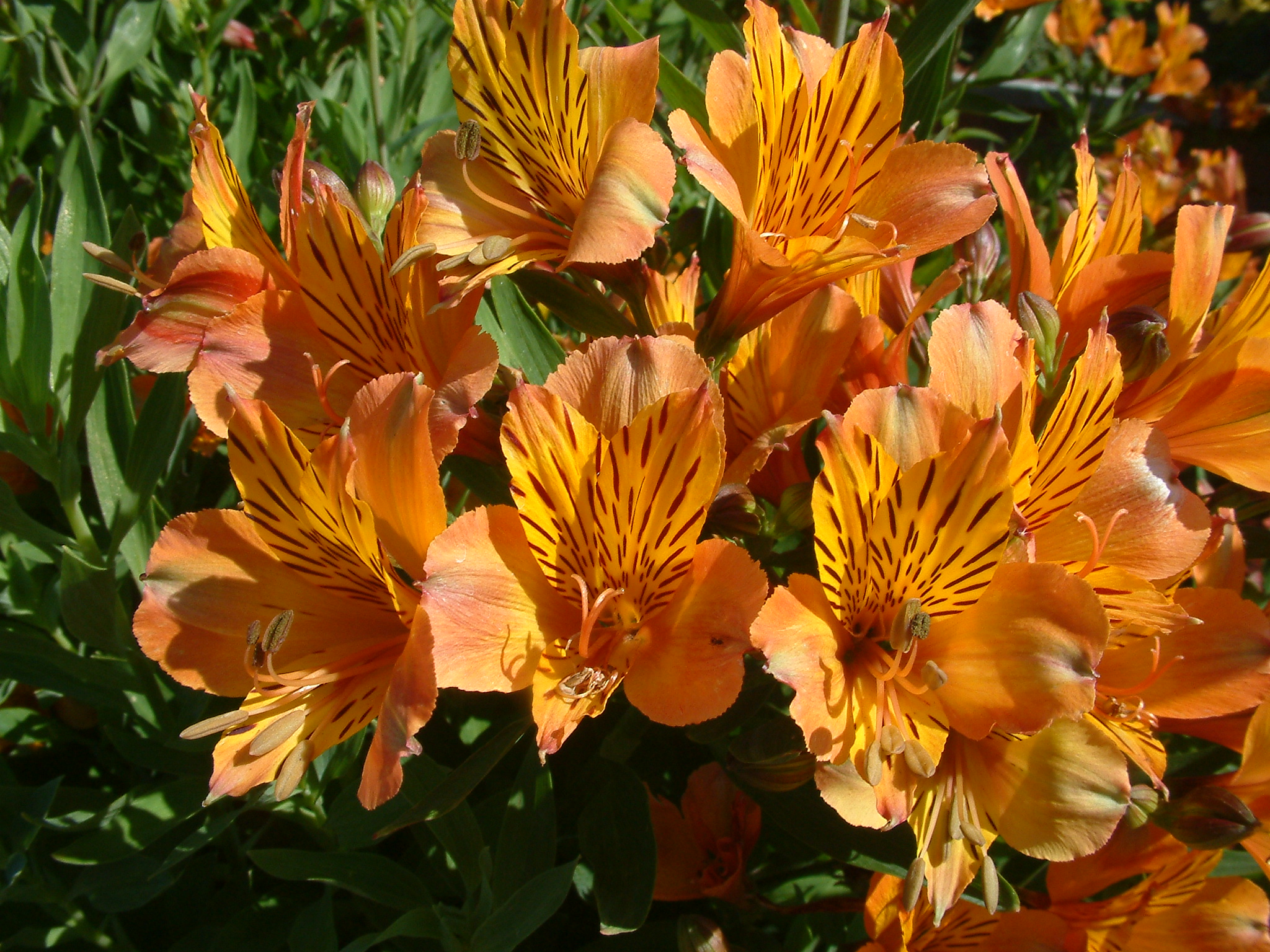 Alstroemeria hybrids Orange