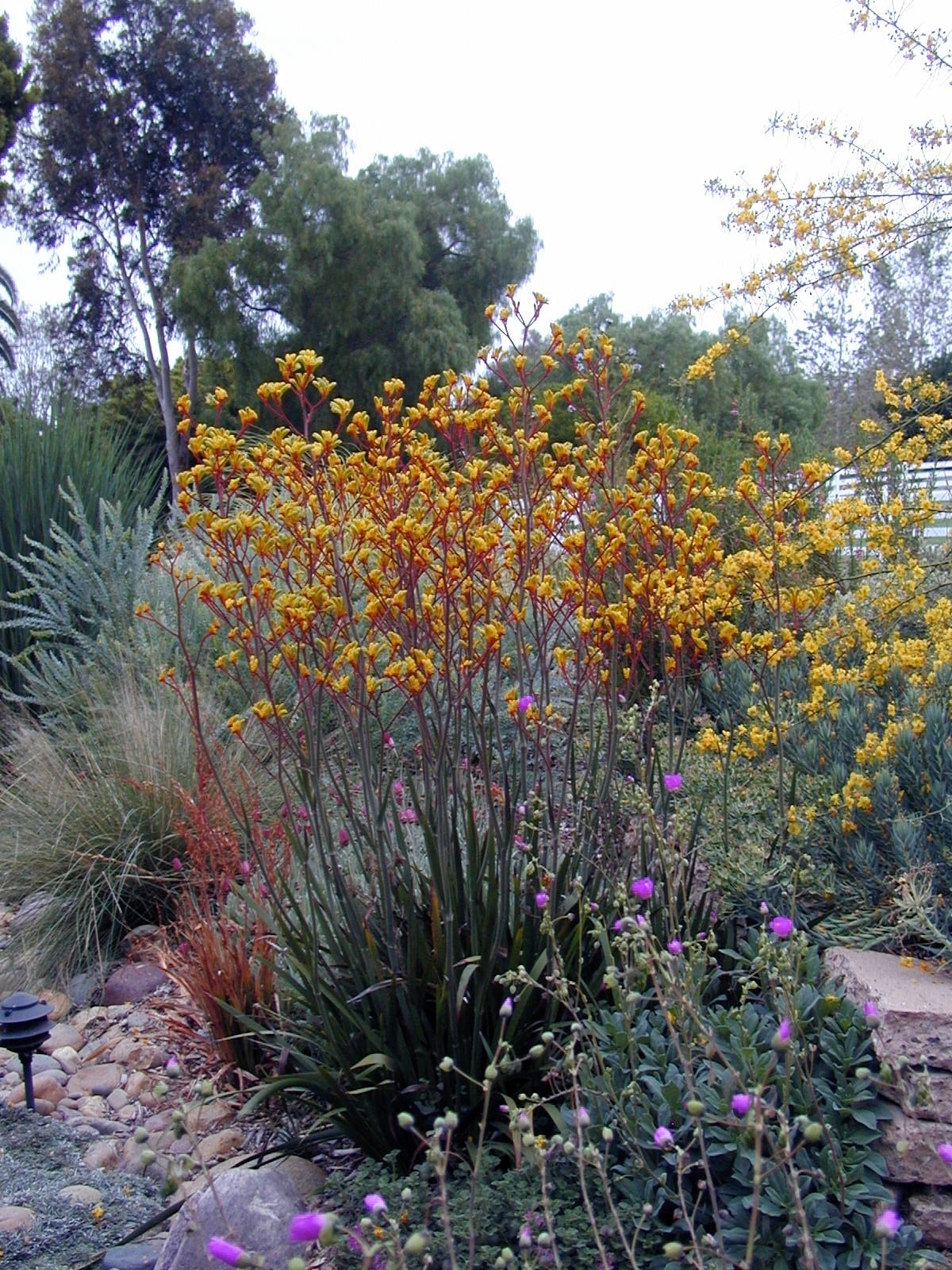 Anigozanthos flavidus 'Harmony' - Harmony Kangaroo Paws | PlantMaster
