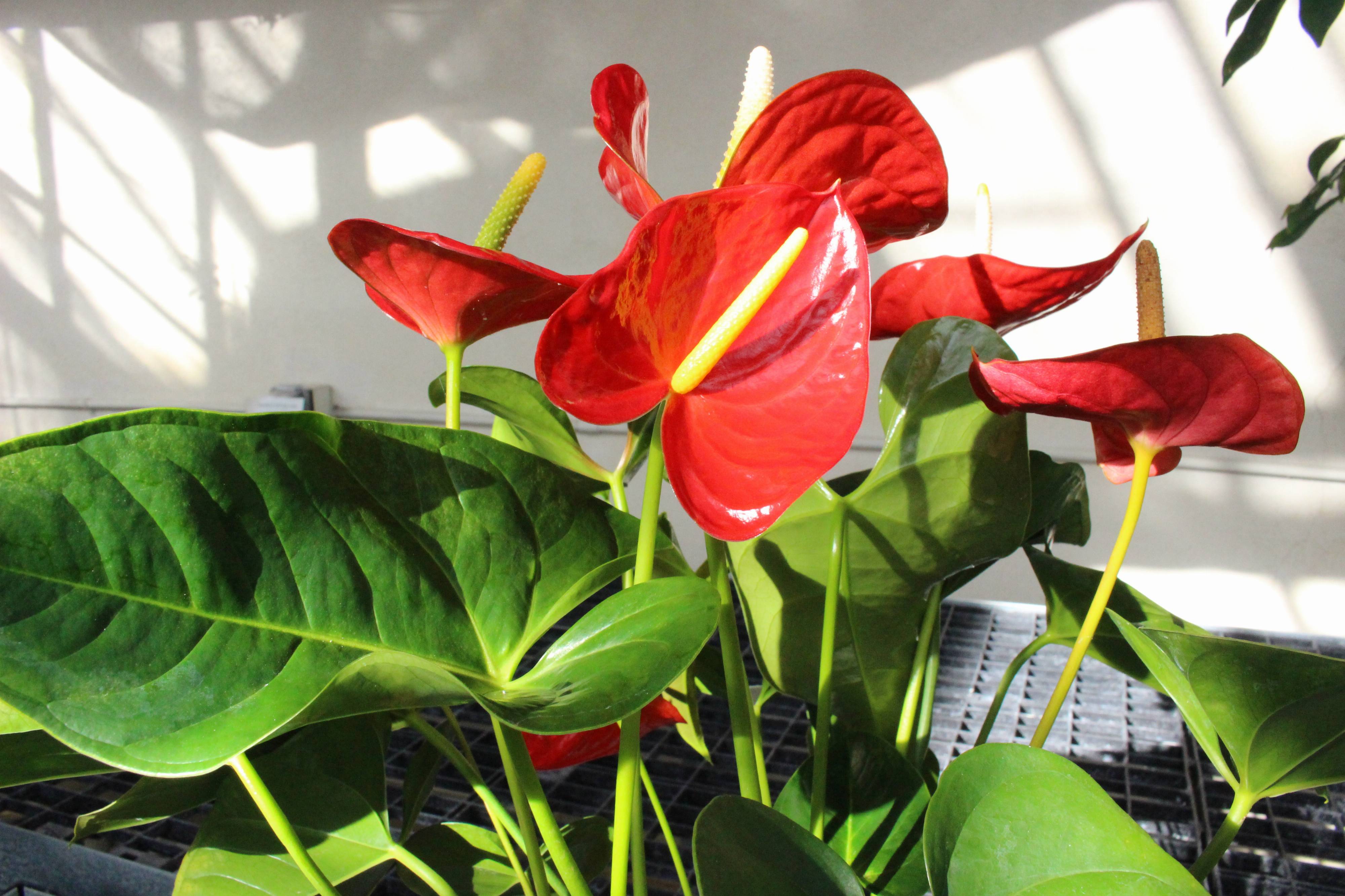 H*S様 Anthurium andraeanum Linden 斑入りピンク新 Pink