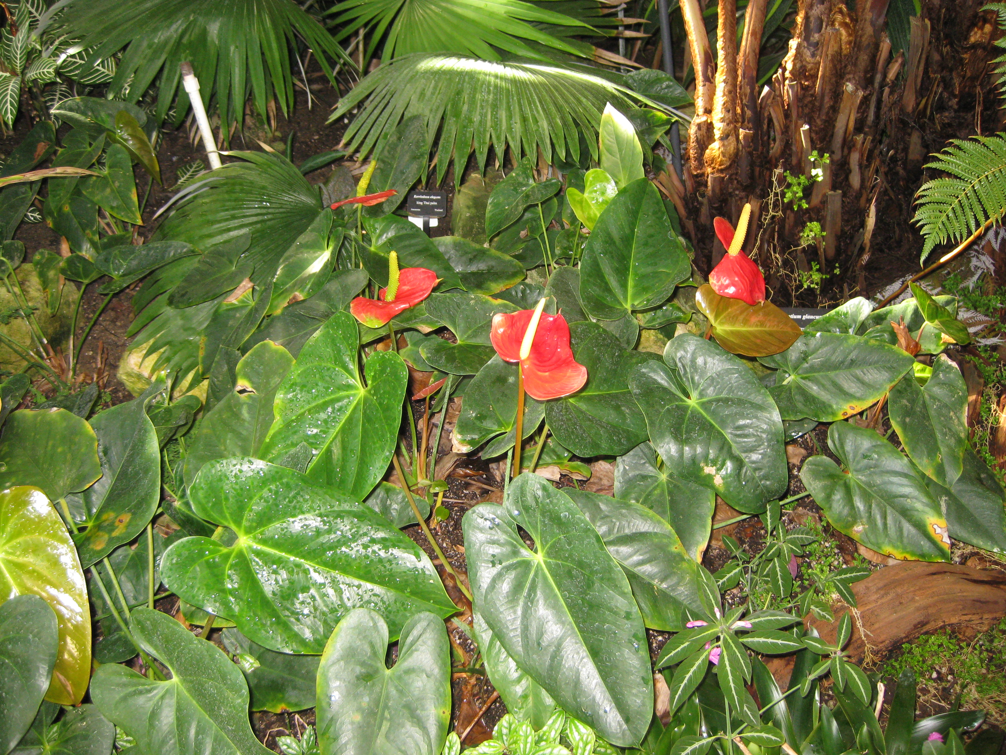 Anthurium andraeanum - Pink Anthurium | PlantMaster