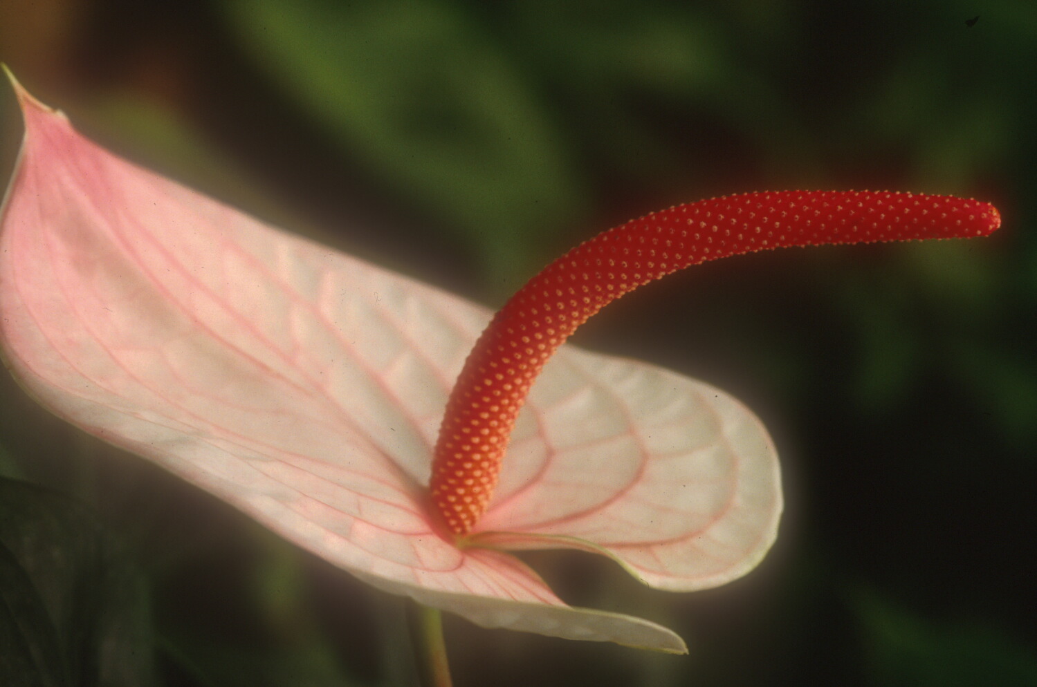 H*S様 Anthurium andraeanum Linden 斑入りピンク新 Pink