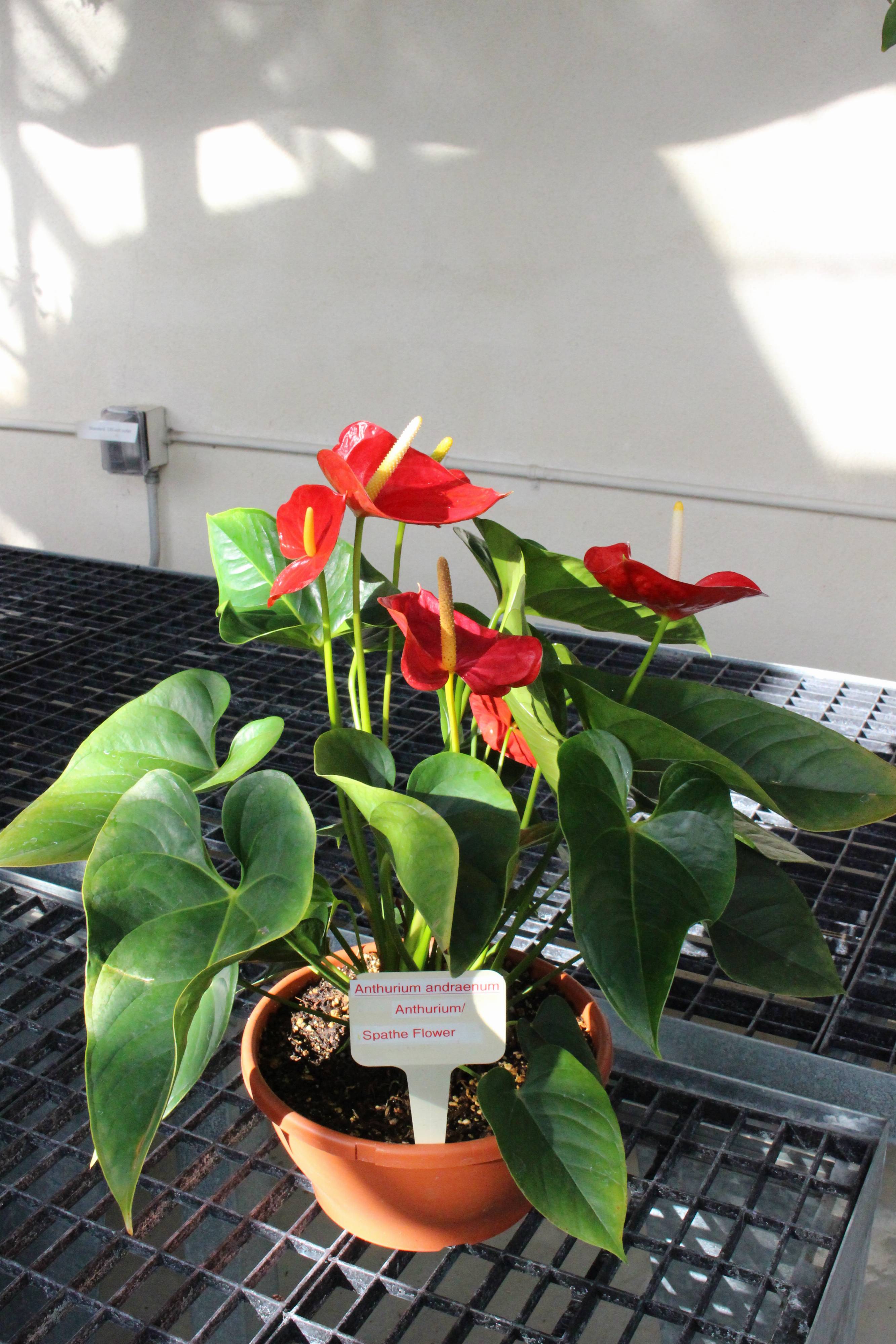 H*S様 Anthurium andraeanum Linden 斑入りピンク新 Helana Pink Purple Color Anthurium Andraeanum Linden - Live