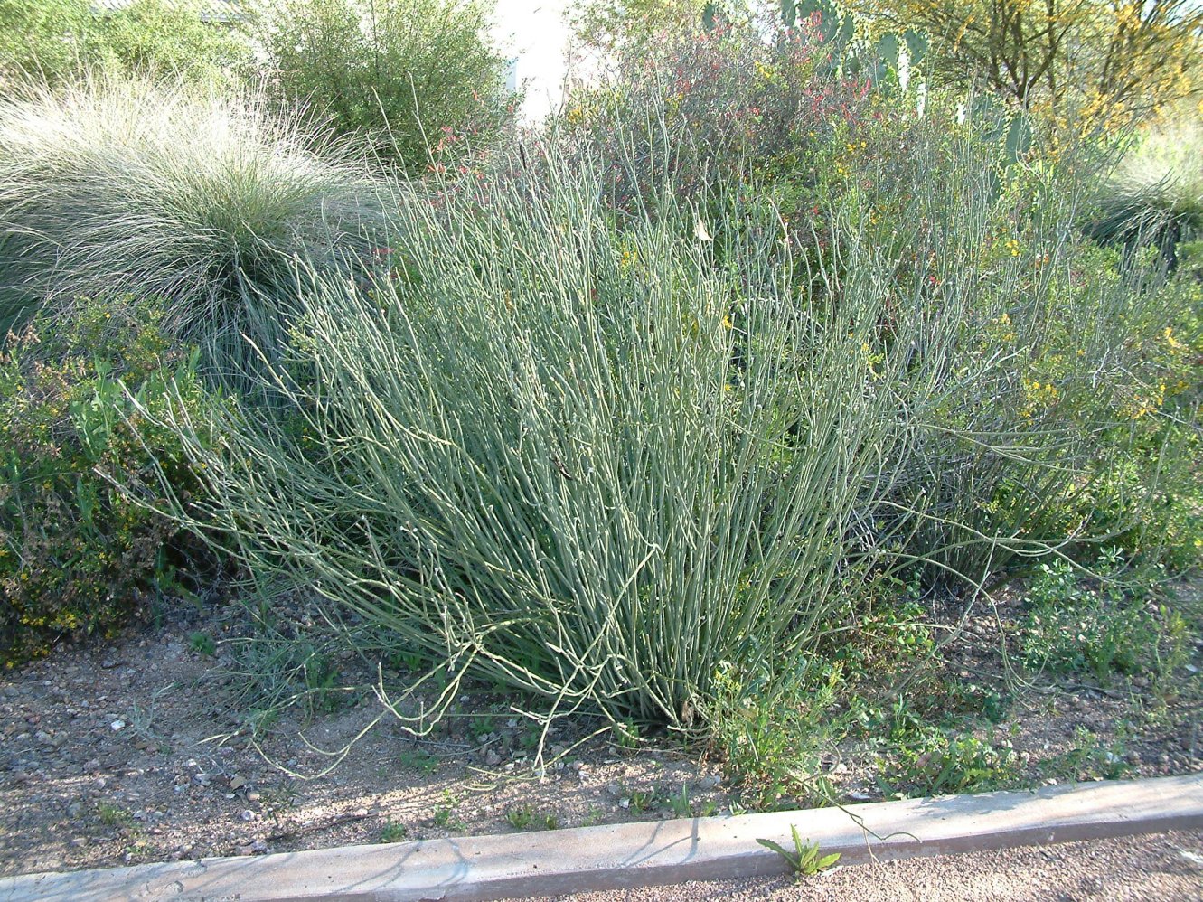 Asclepias subulata - Desert Milkweed | PlantMaster