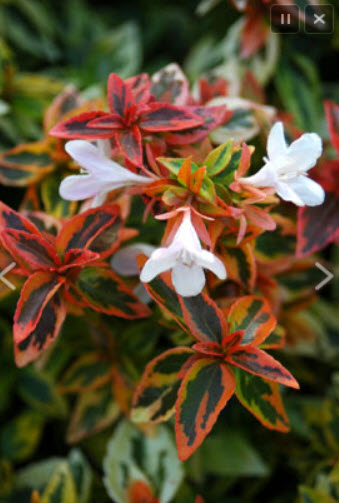 Abelia x grandiflora 'Kaleidescope' / Kaleidescope Pink Abelia.