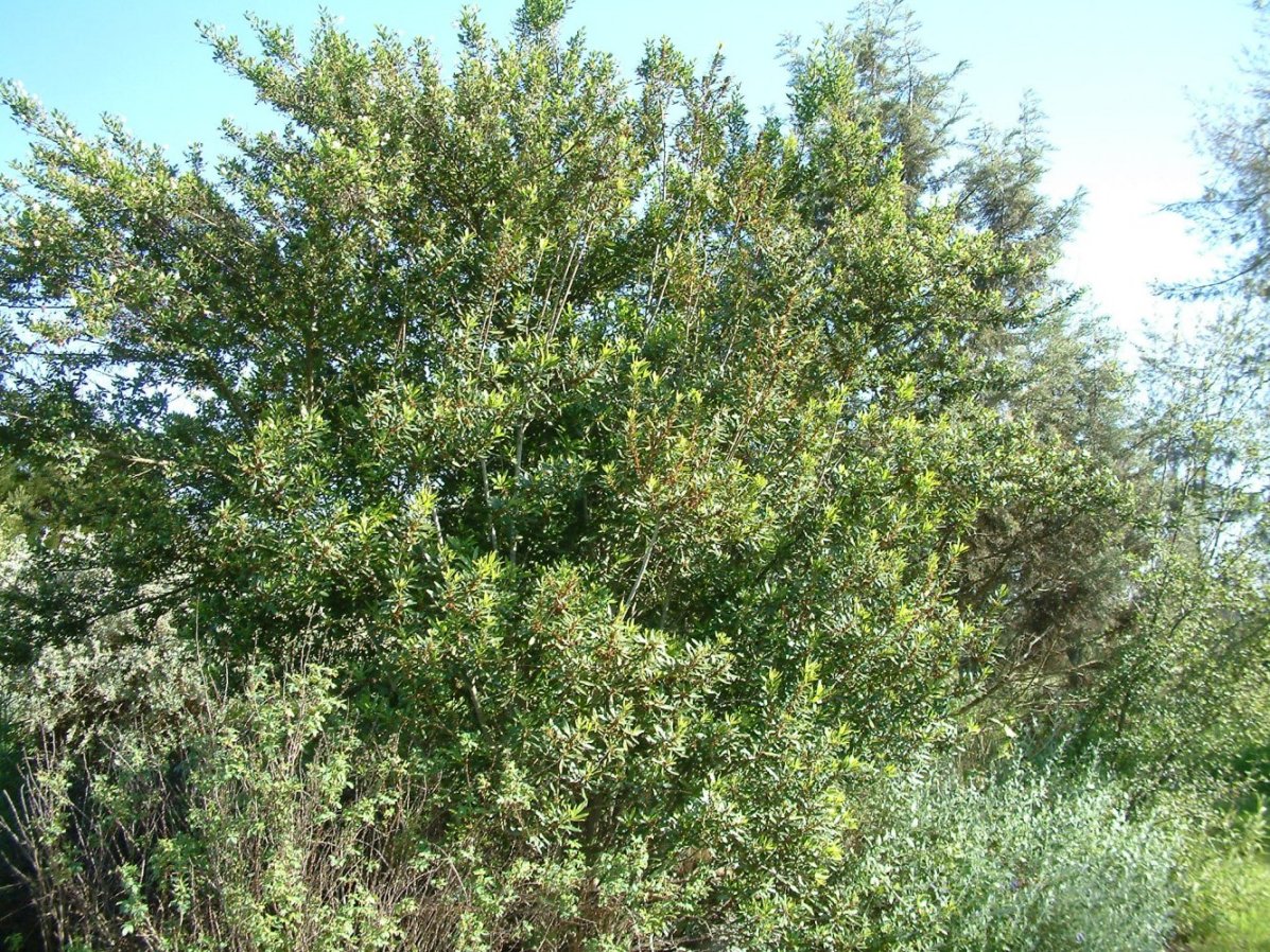 baccharis salicifolia