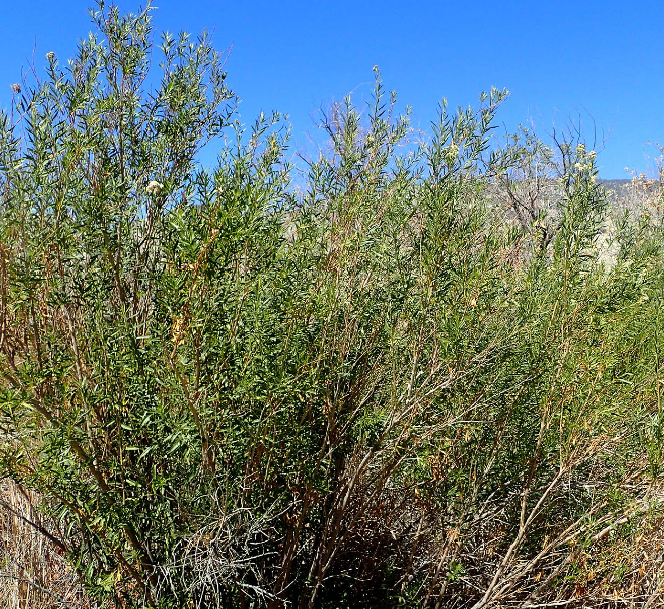 baccharis salicifolia