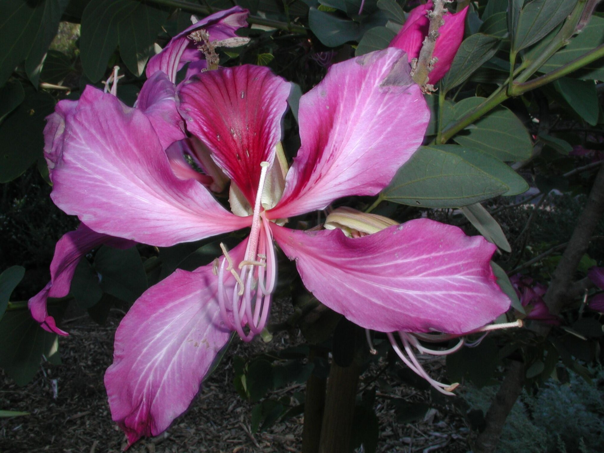 Bauhinia X blakeana