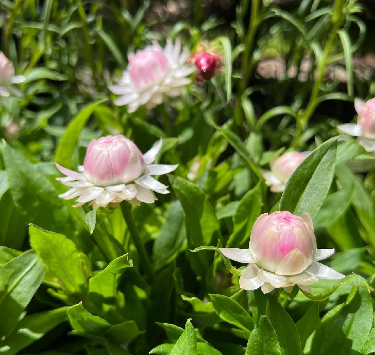 albo plant Syngonium Albo